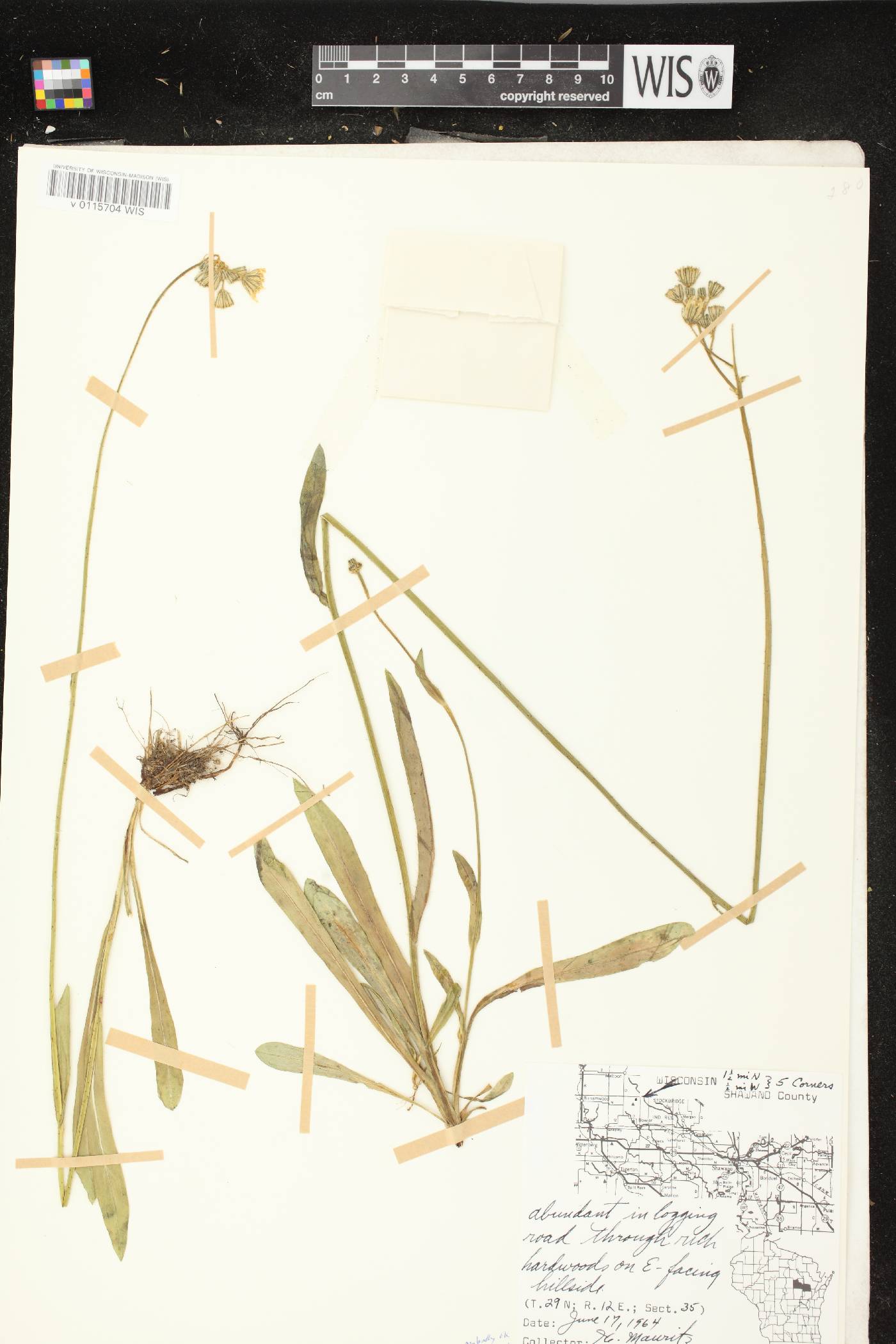 Hieracium piloselloides image
