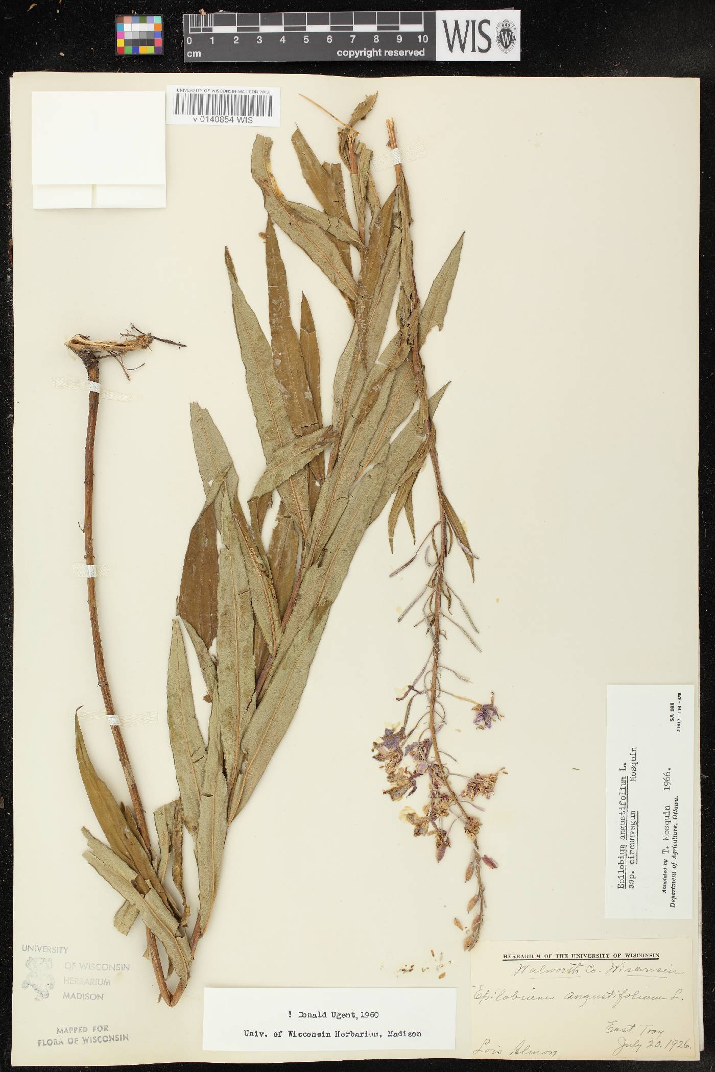 Chamerion angustifolium subsp. circumvagum image