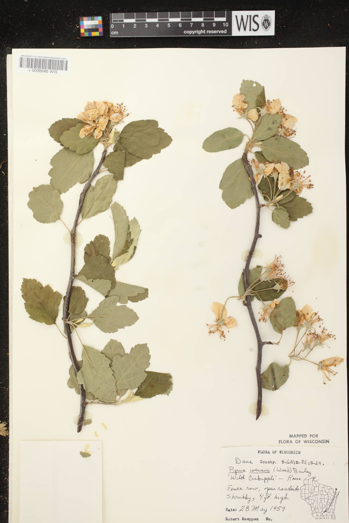 Malus ioensis image
