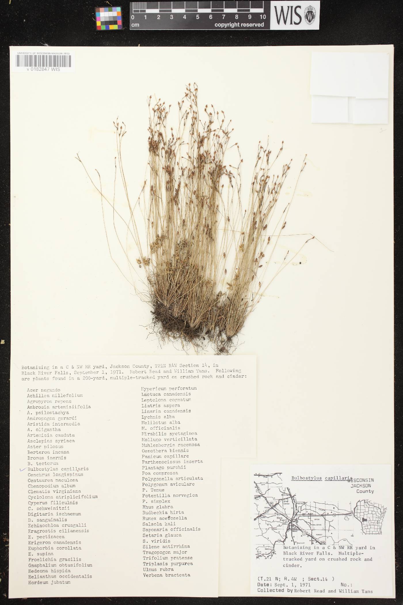 Bulbostylis capillaris image
