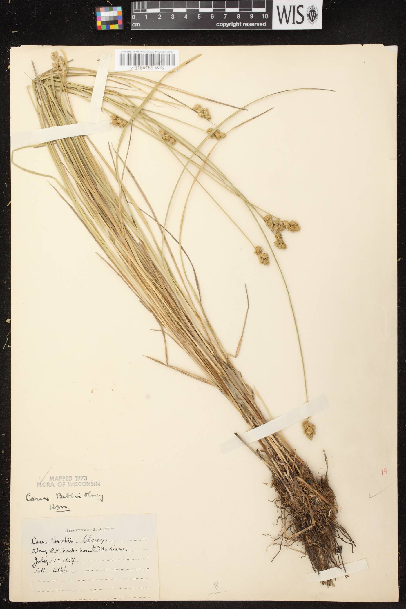 Carex bebbii image