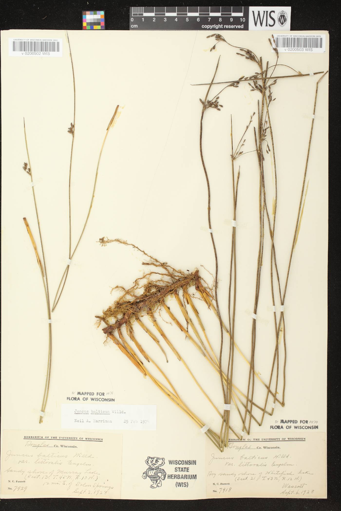 Juncus balticus subsp. littoralis image