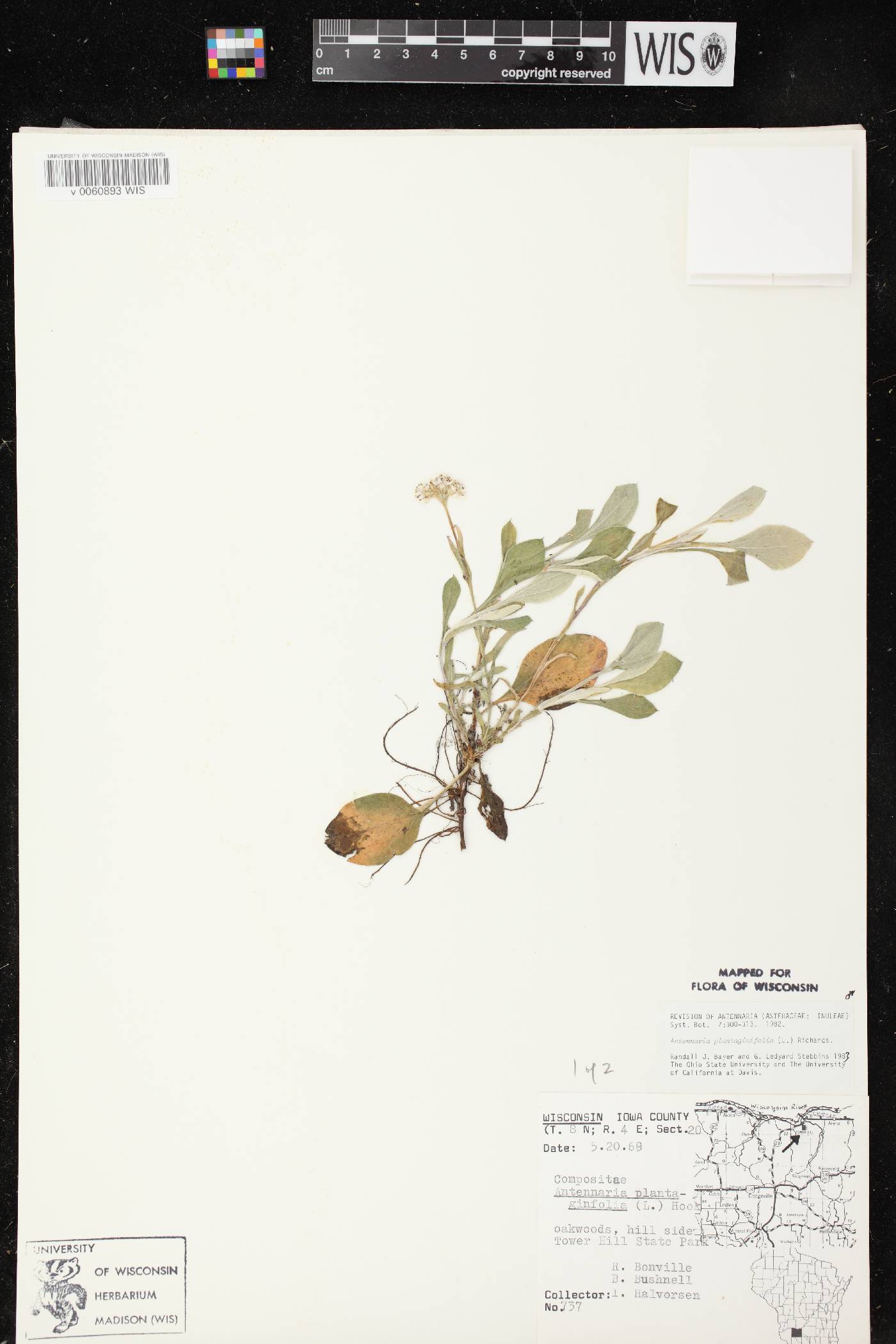 Antennaria plantaginifolia image