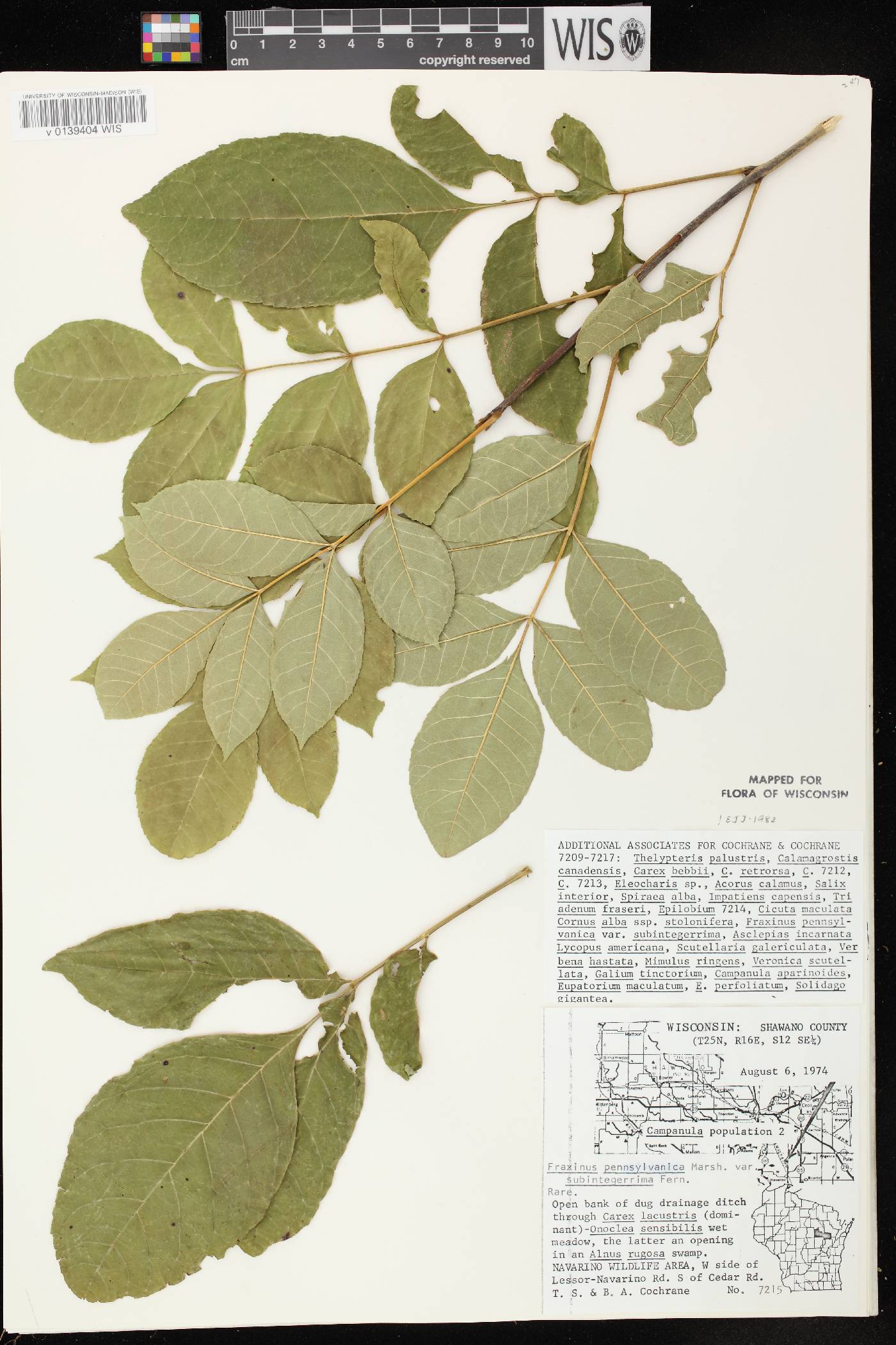 Fraxinus pennsylvanica image