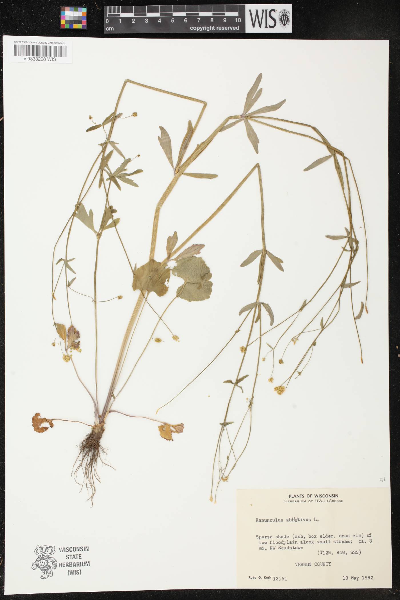 Ranunculus abortivus image