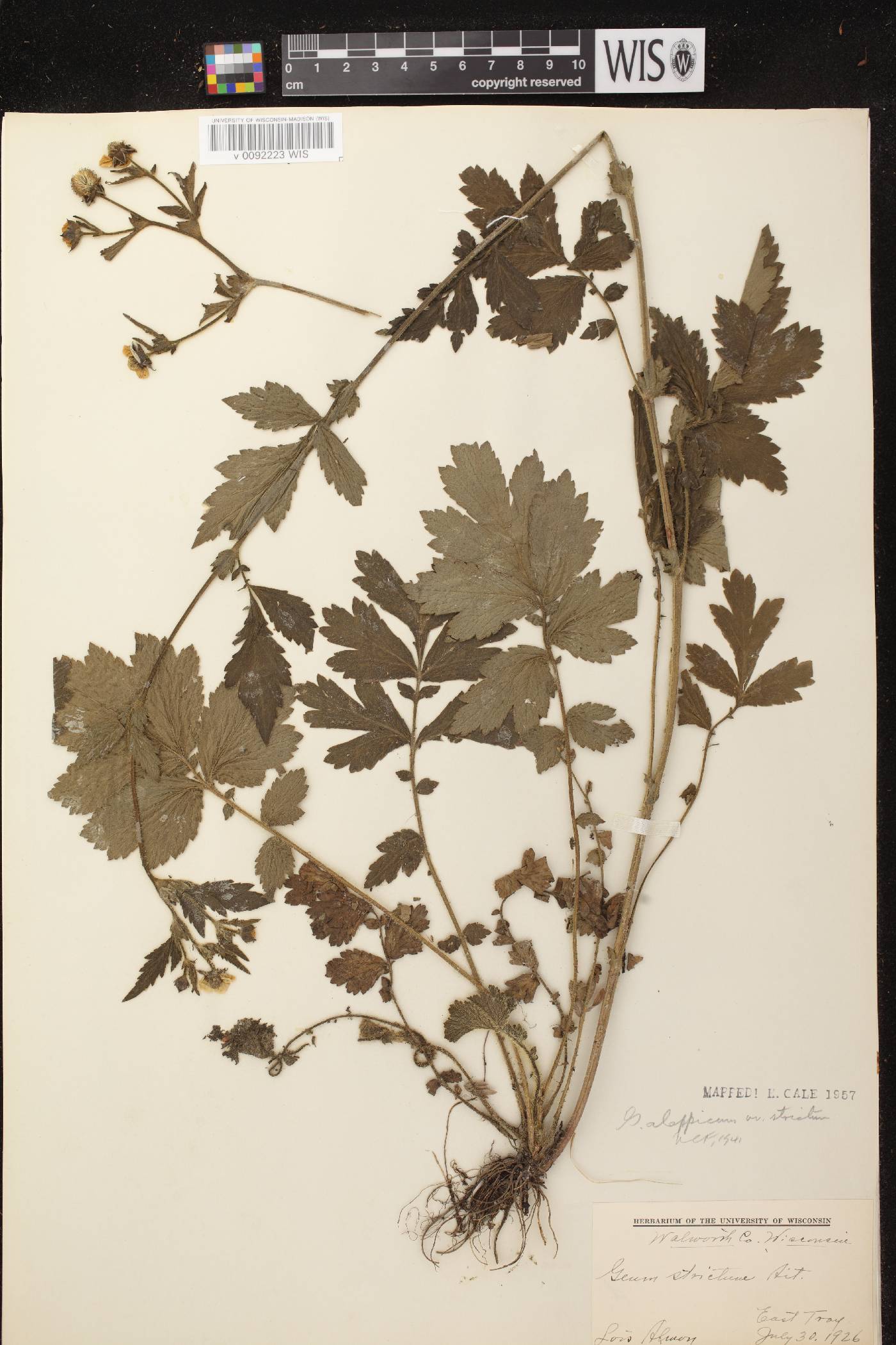 Geum aleppicum image