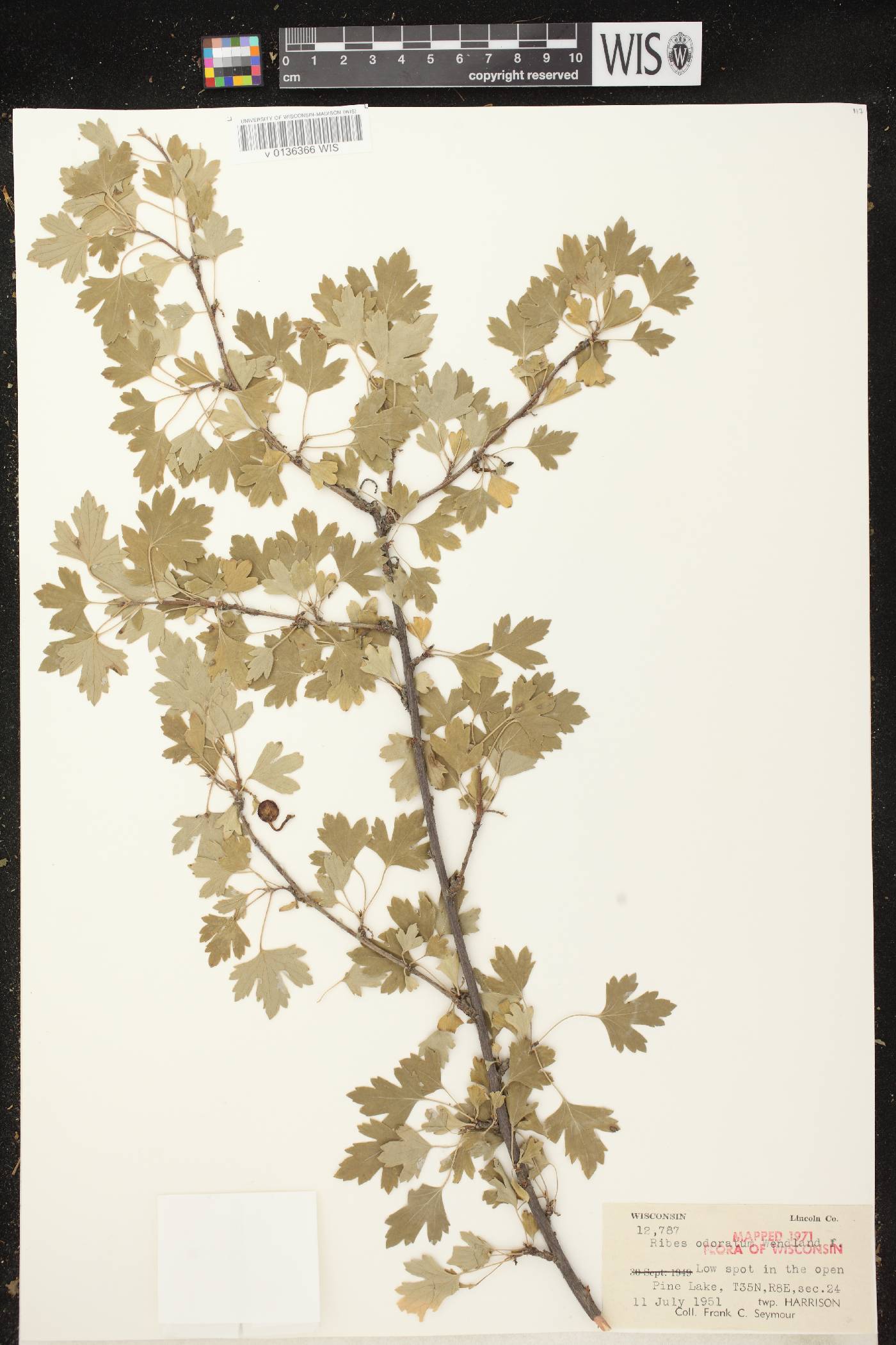 Ribes aureum var. villosum image
