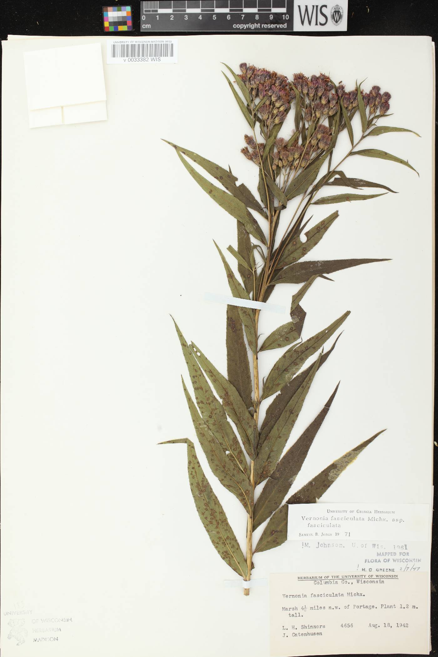 Vernonia fasciculata image