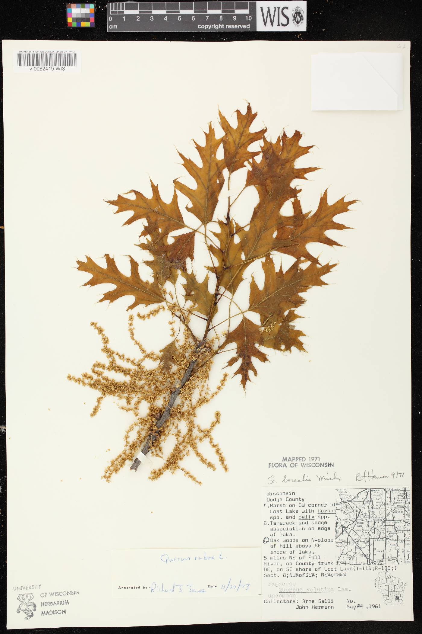 Quercus rubra image