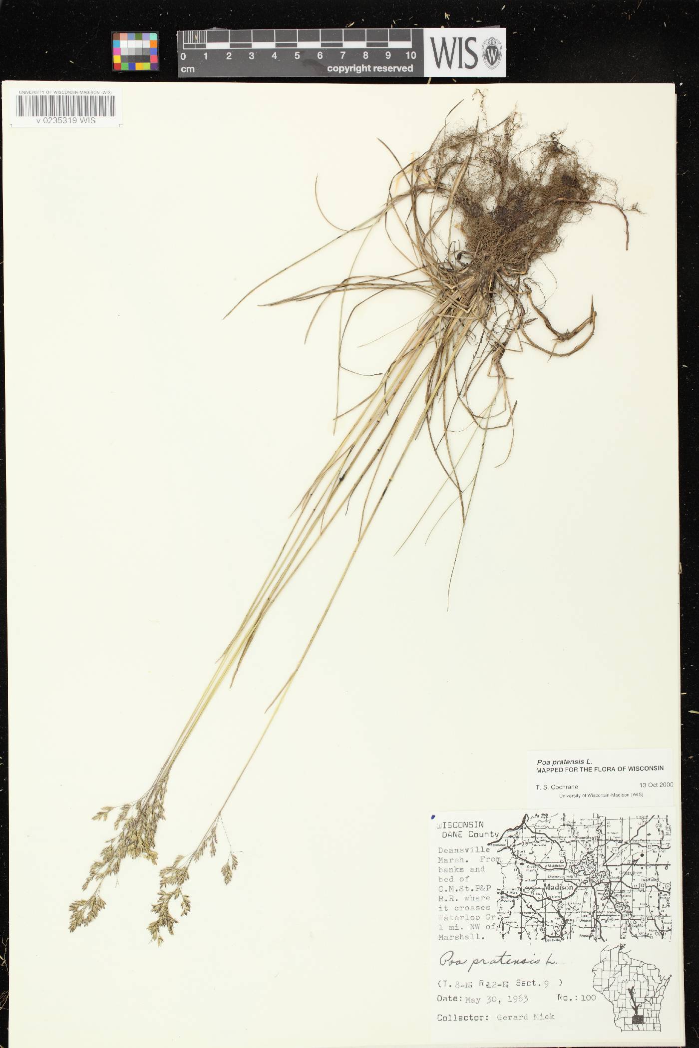 Poa pratensis image