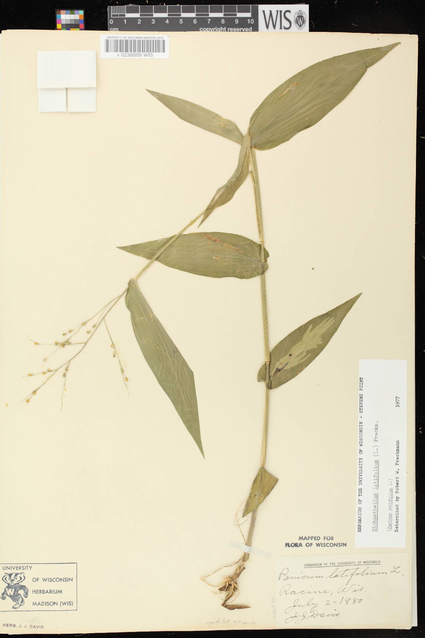 Dichanthelium latifolium image
