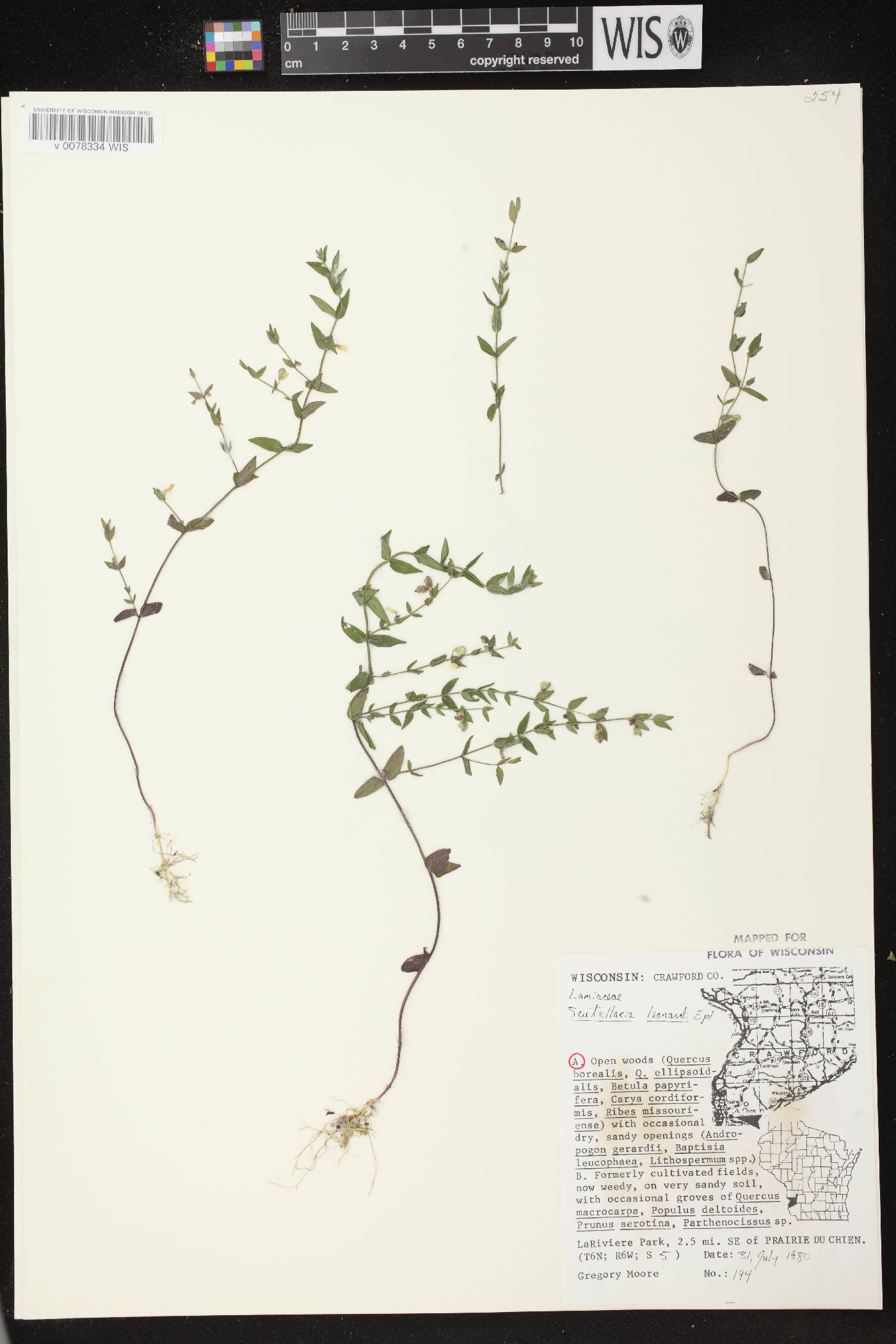 Scutellaria parvula var. missouriensis image