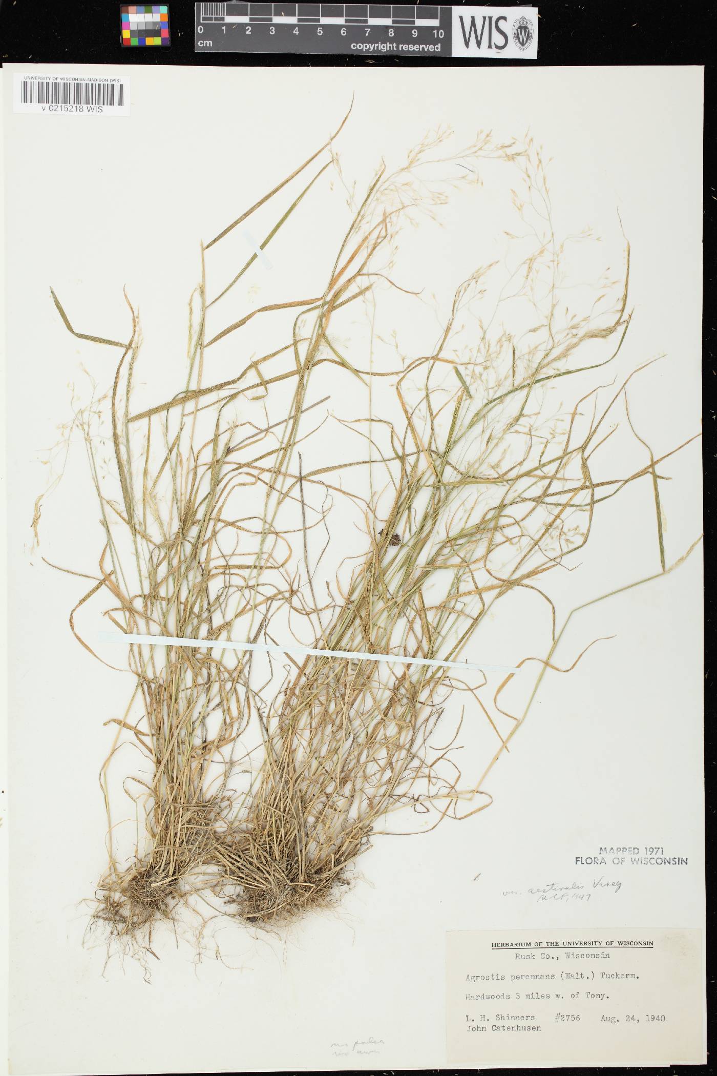 Agrostis perennans var. perennans image