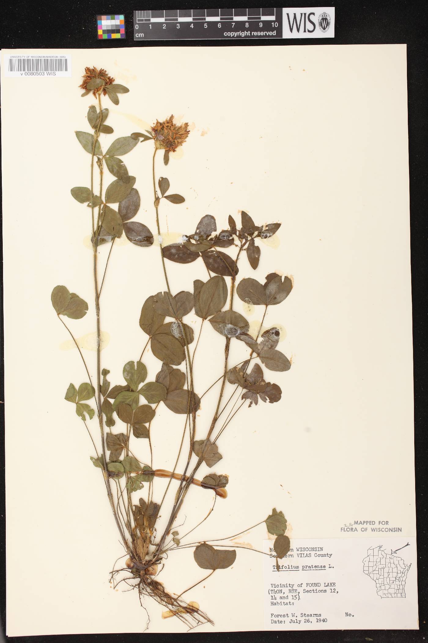 Trifolium pratense image