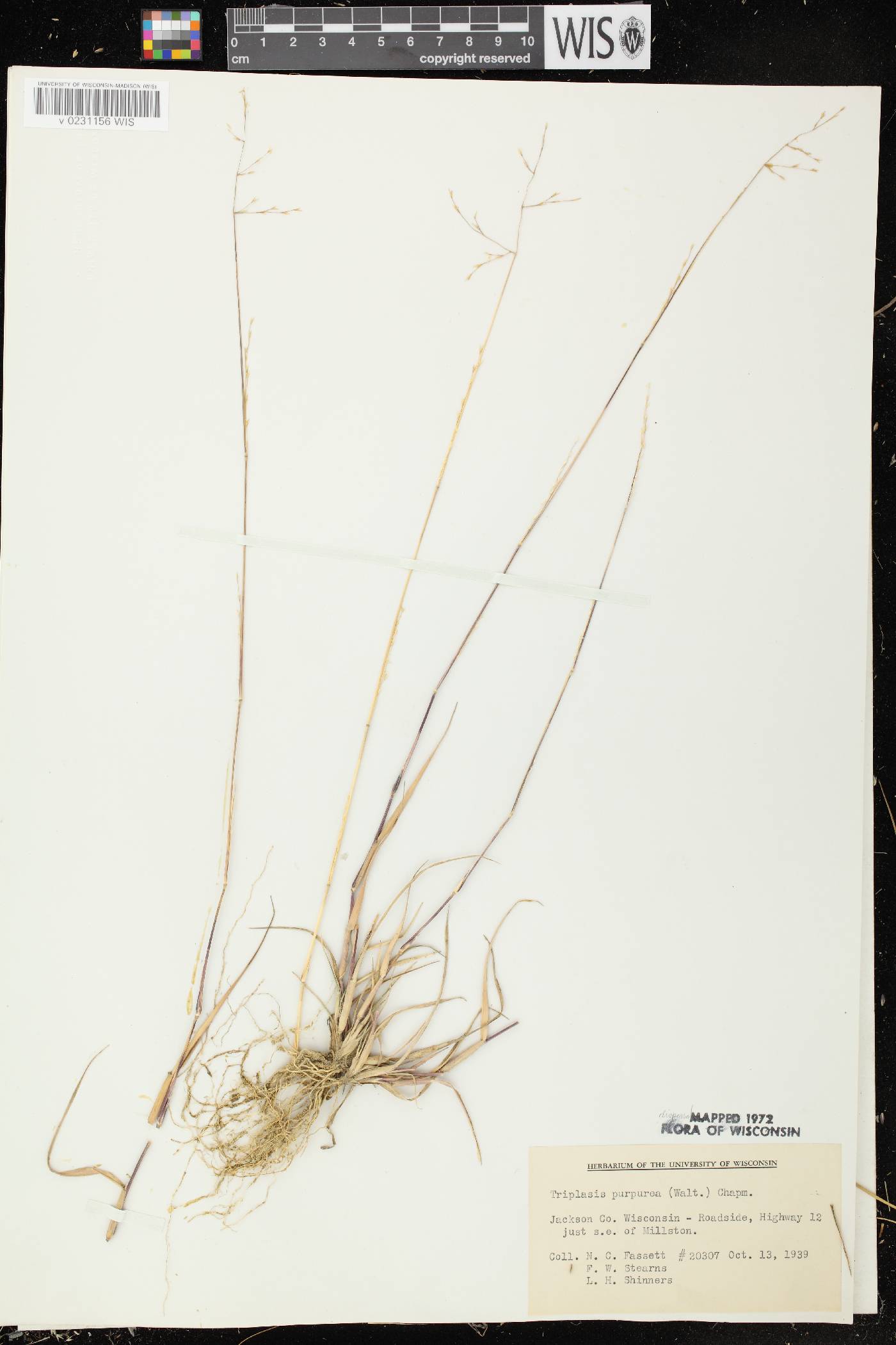 Triplasis purpurea image