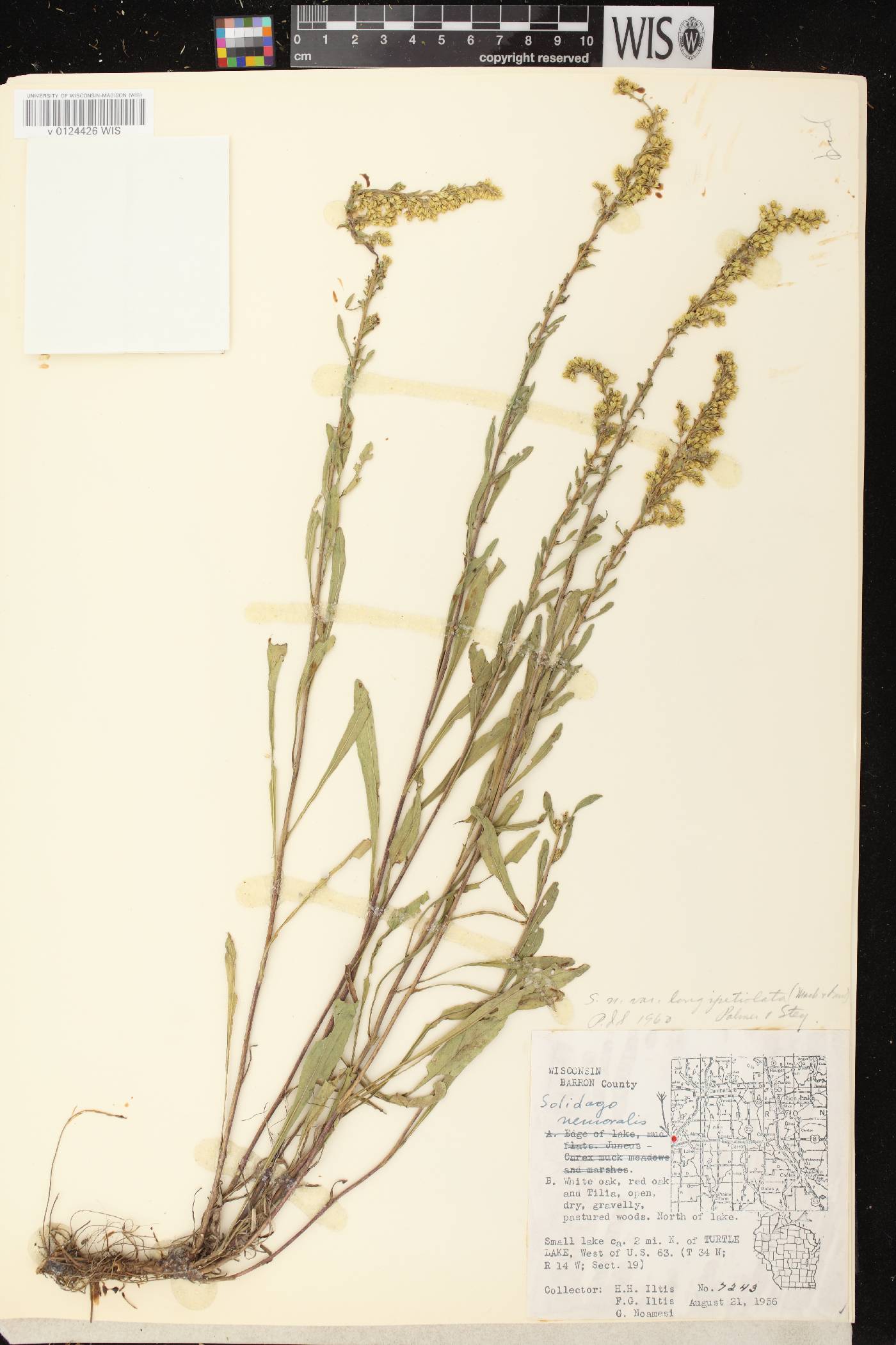 Solidago nemoralis image