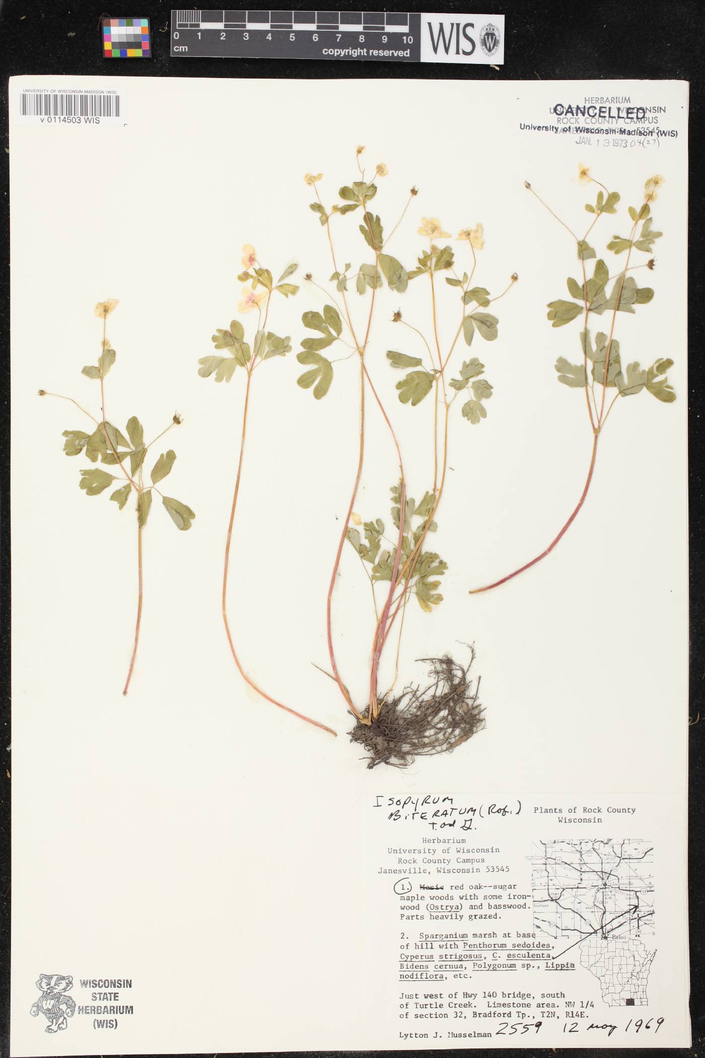 Enemion biternatum image