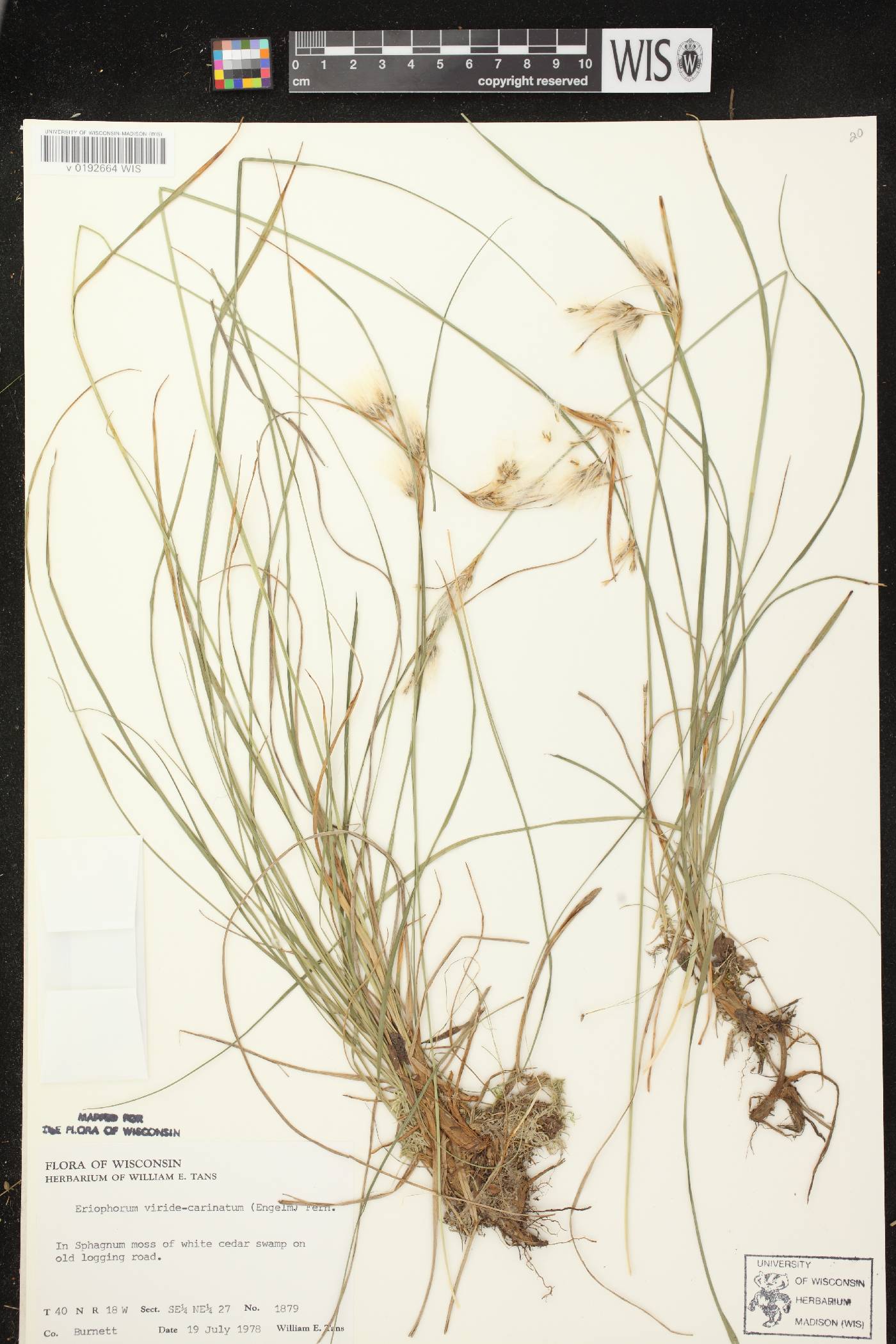 Eriophorum viridicarinatum image