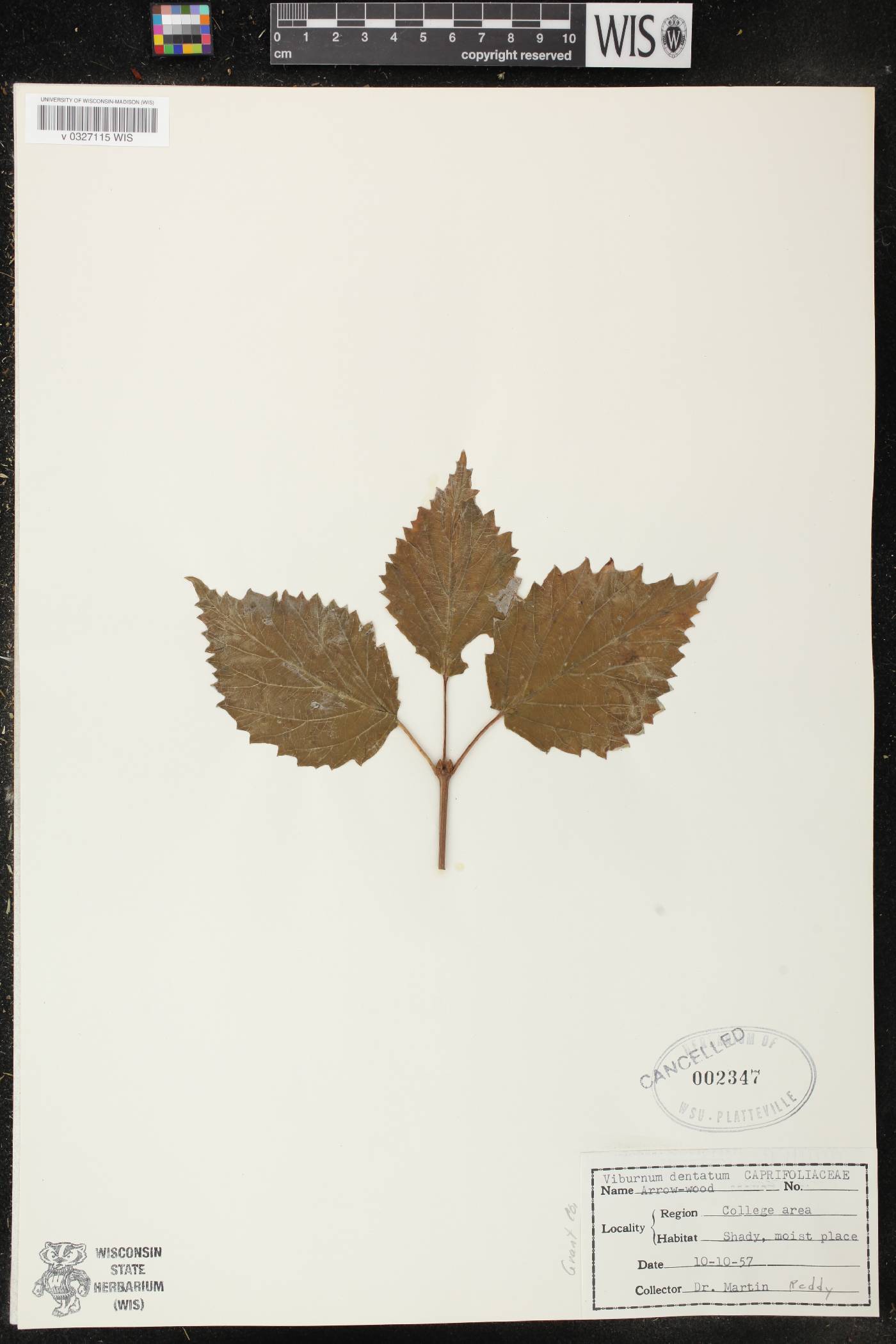 Viburnum dentatum image