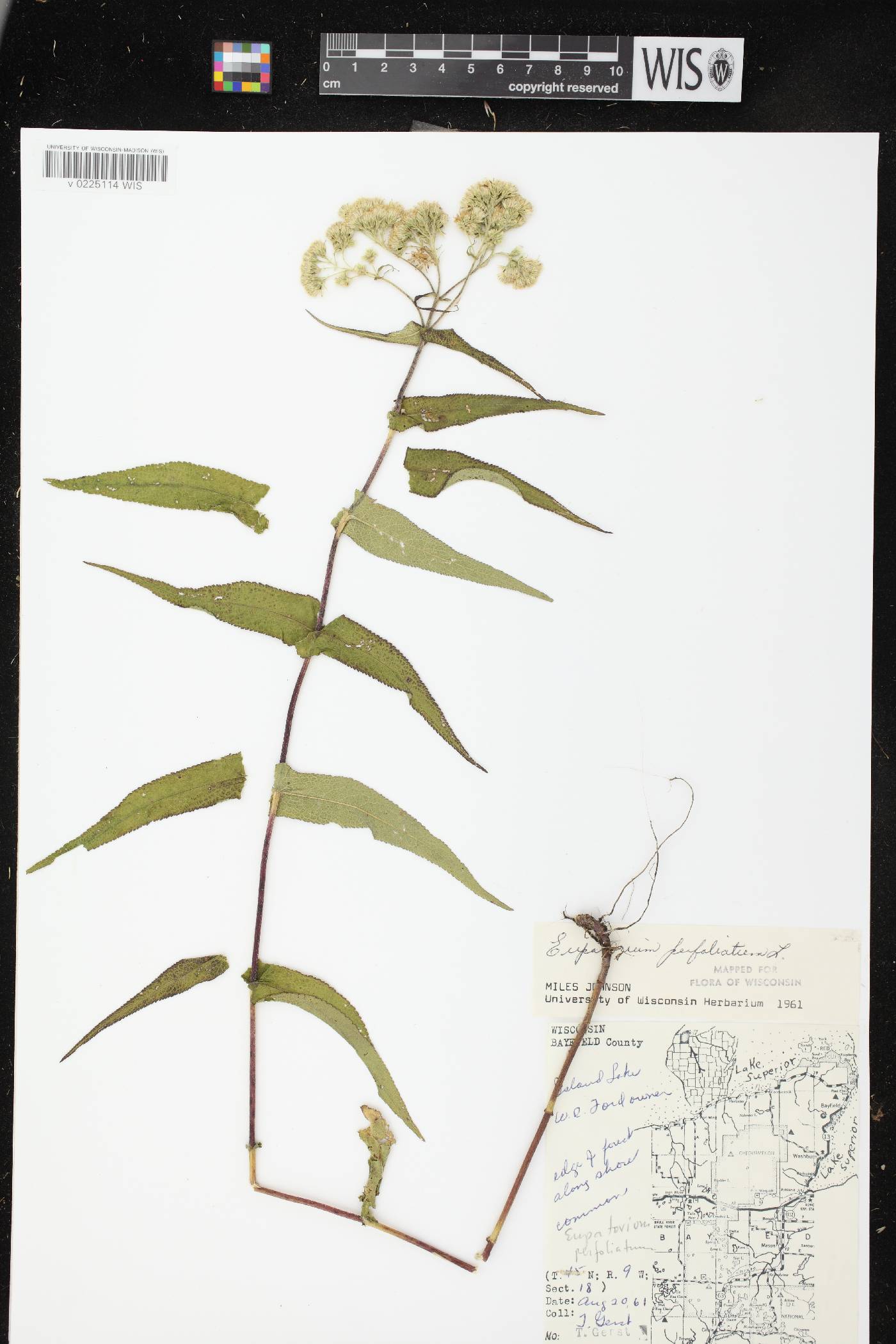 Eupatorium perfoliatum image