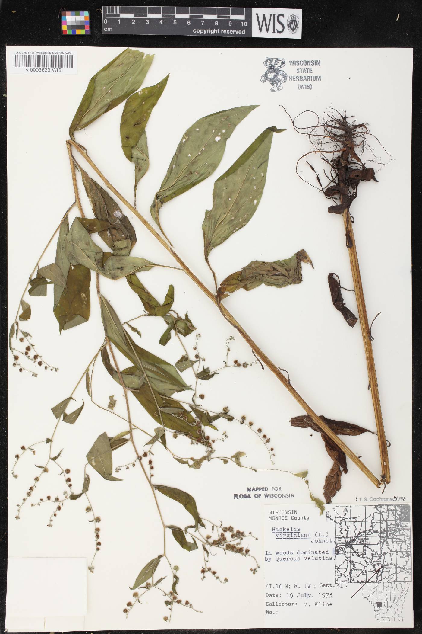 Hackelia virginiana image