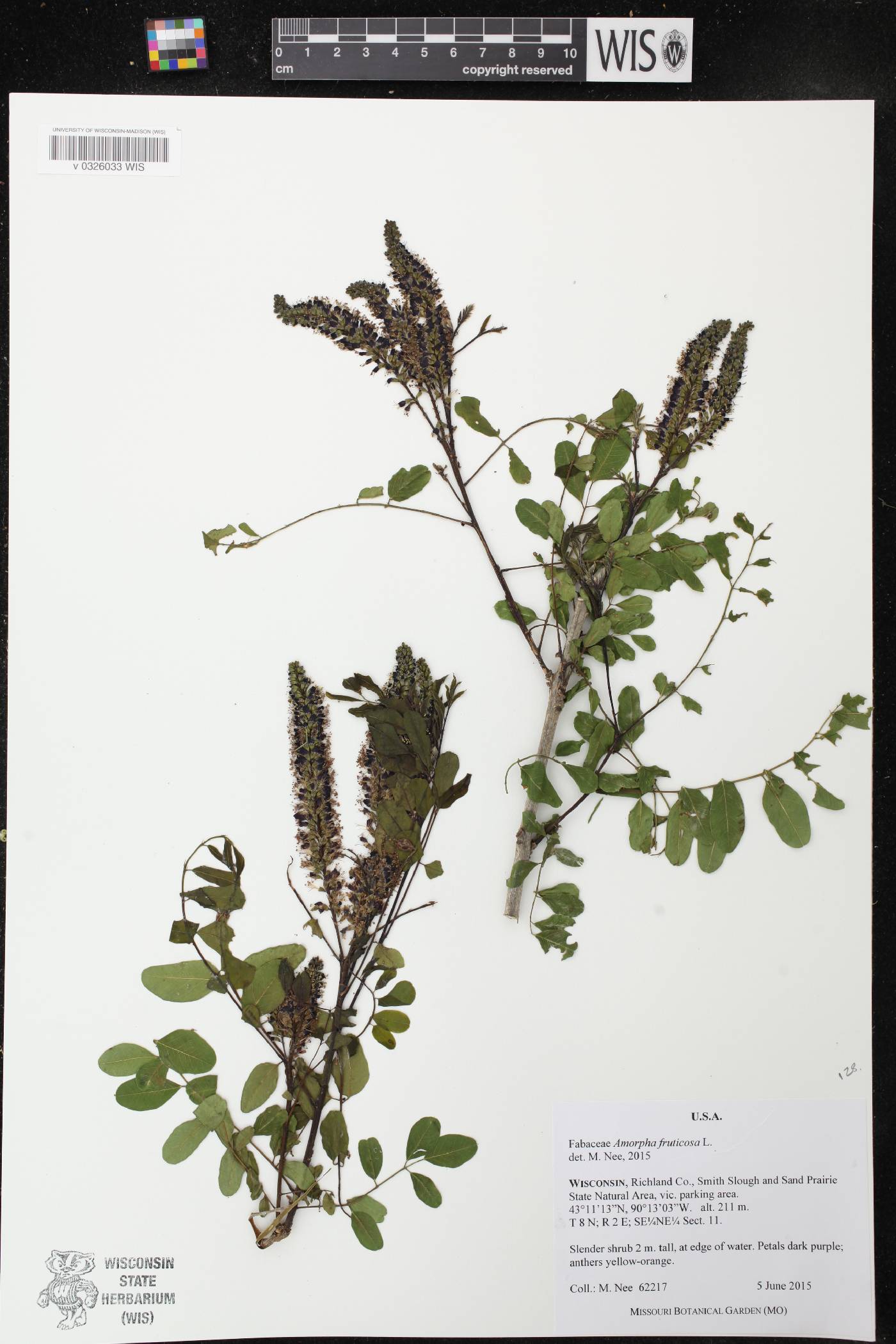 Amorpha fruticosa image