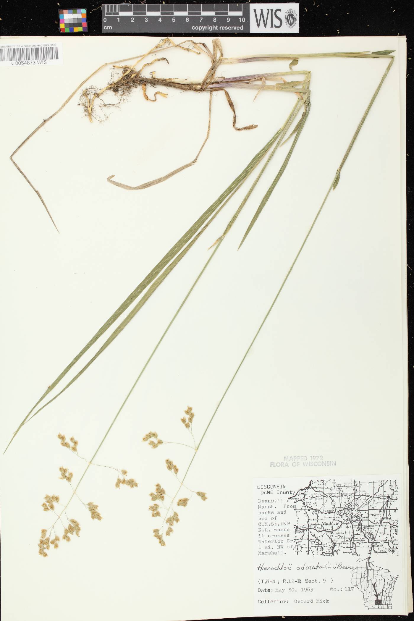 Anthoxanthum hirtum subsp. arcticum image