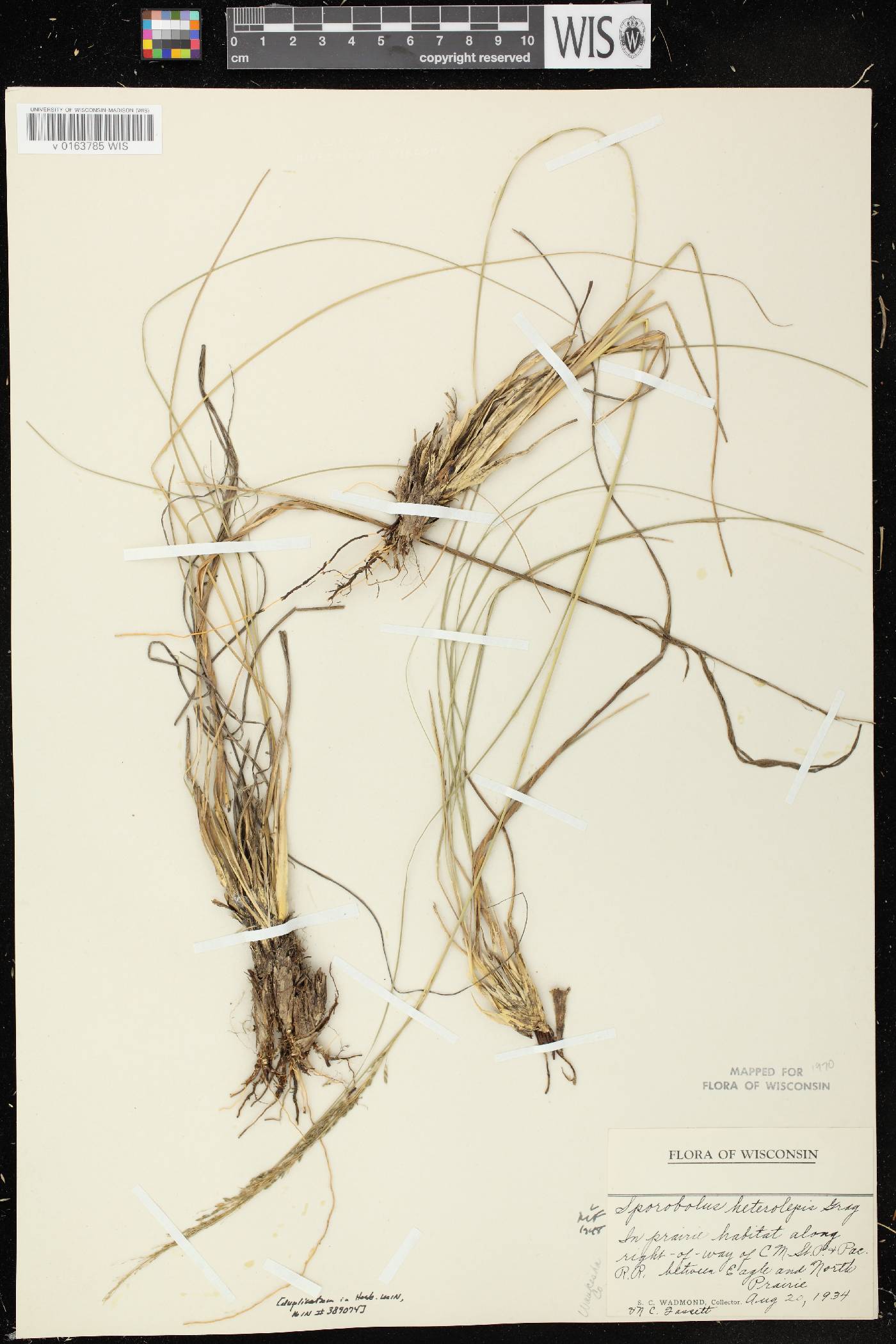 Sporobolus heterolepis image