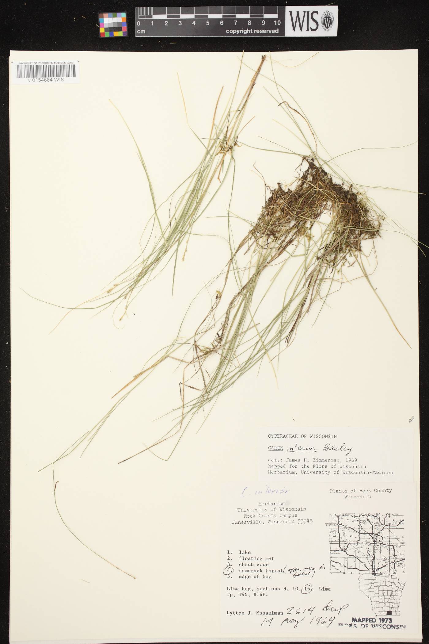 Carex interior image