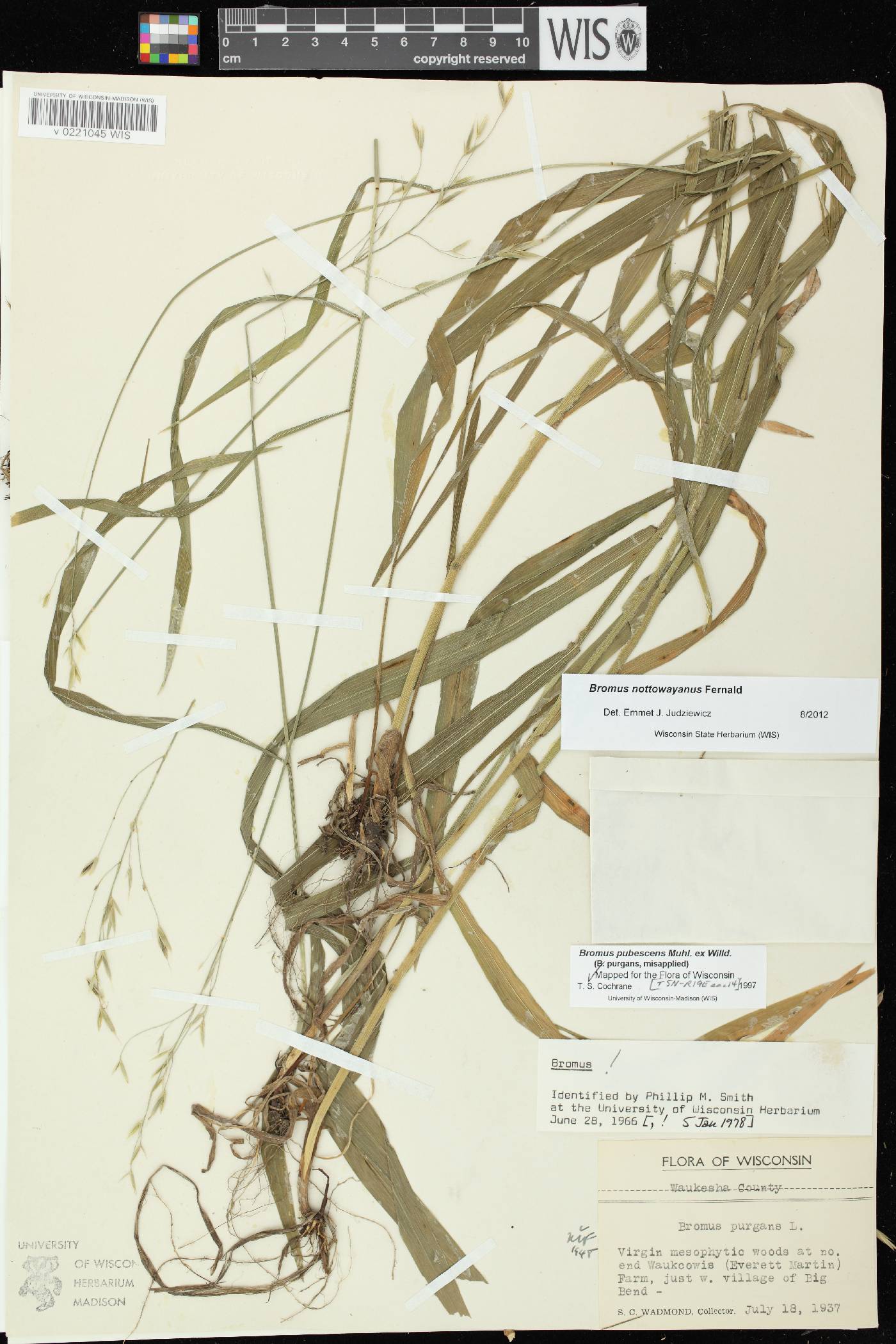 Bromus pubescens image