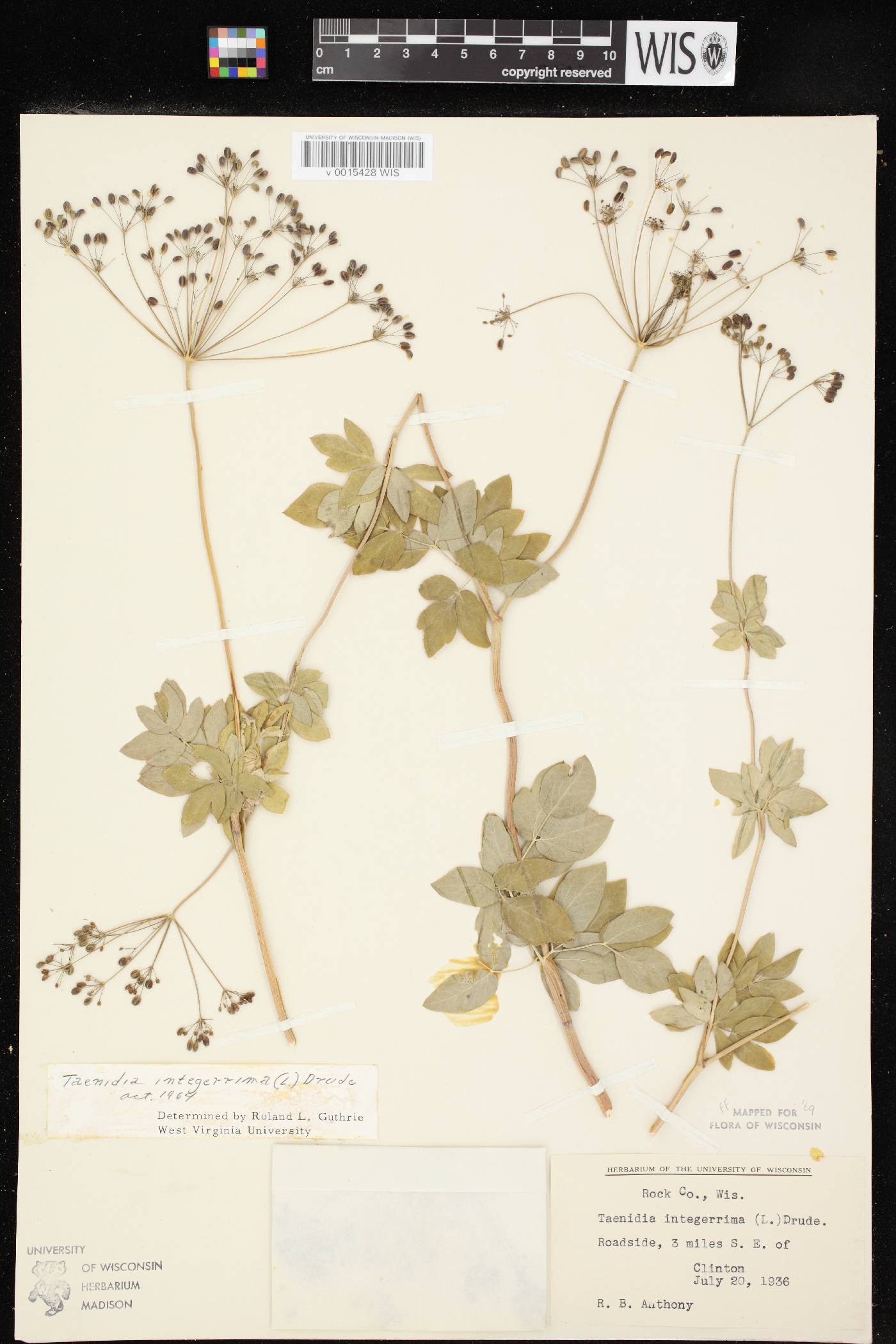 Taenidia integerrima image