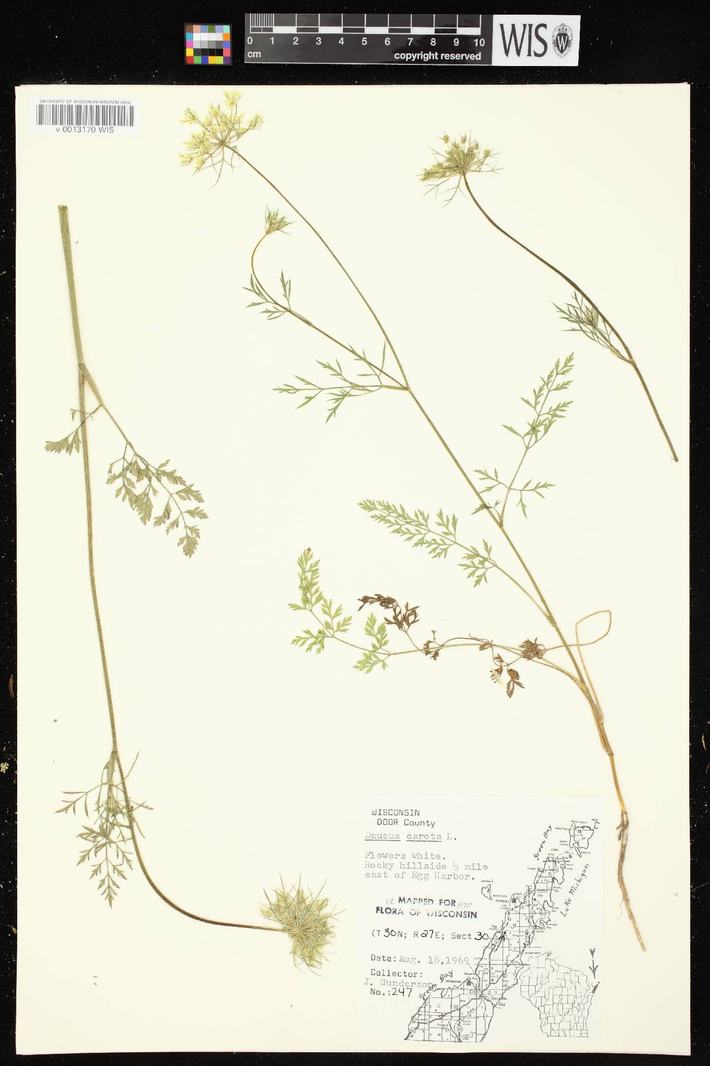 Daucus carota image