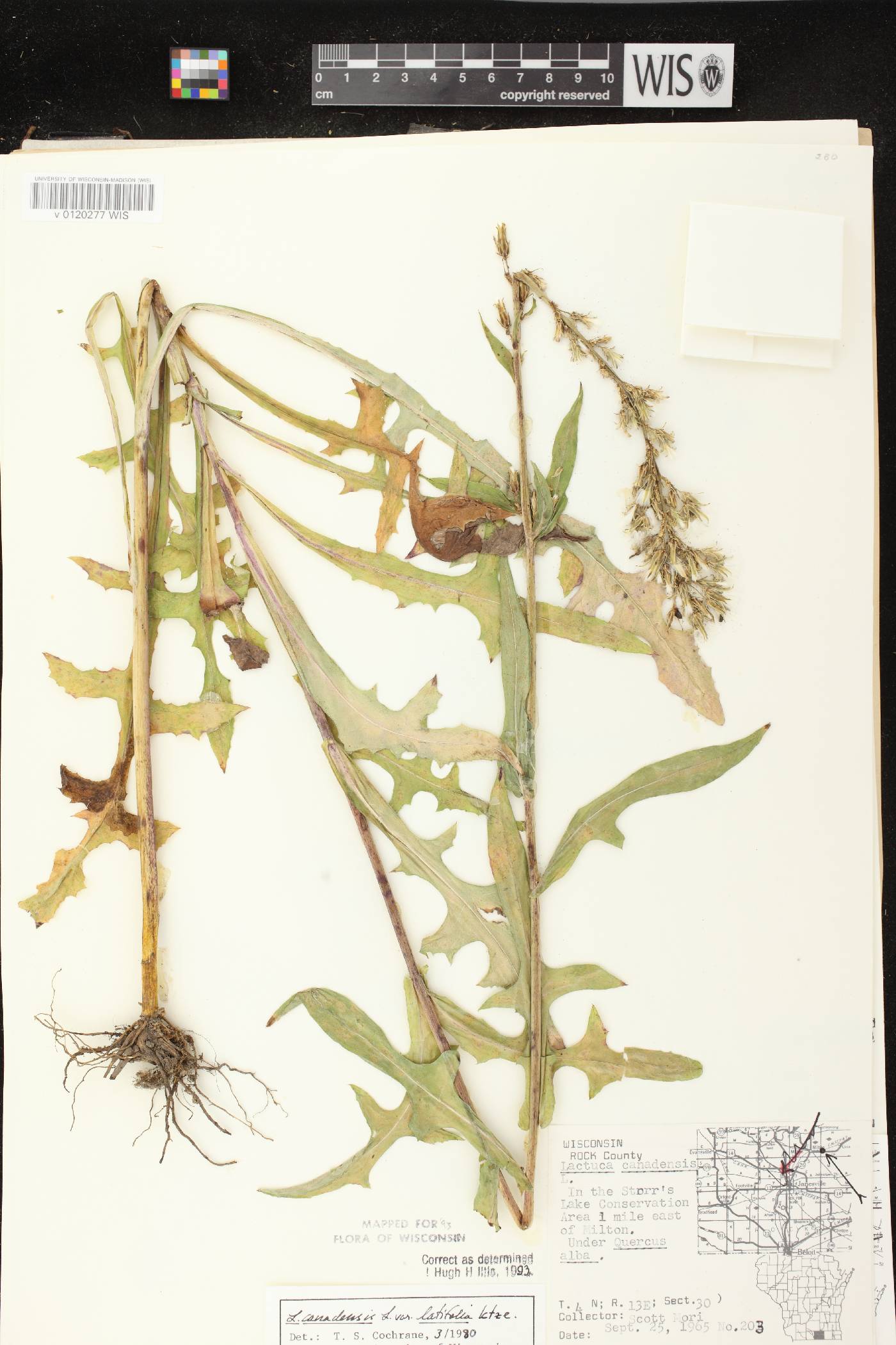 Lactuca canadensis image