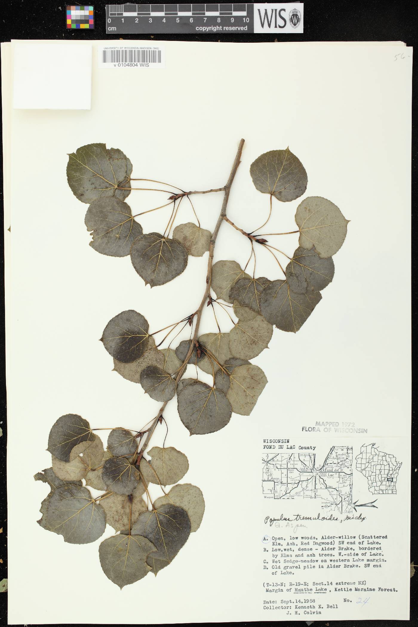 Populus tremuloides image