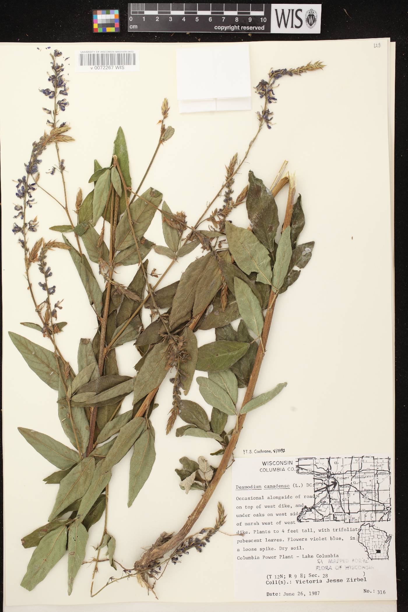 Desmodium canadense image