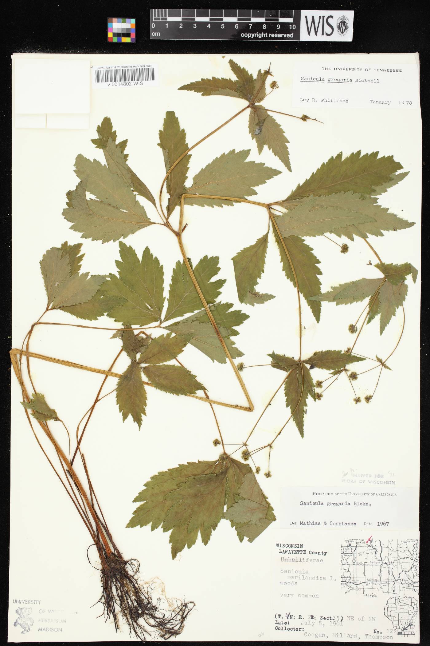 Sanicula odorata image