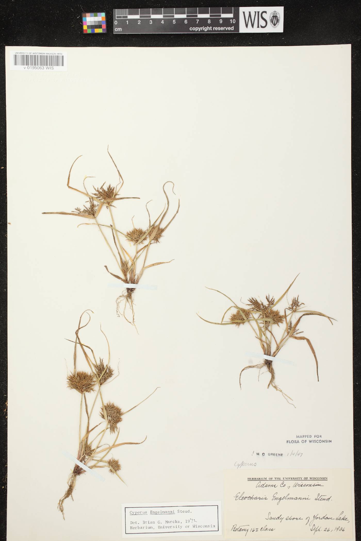 Cyperus odoratus image