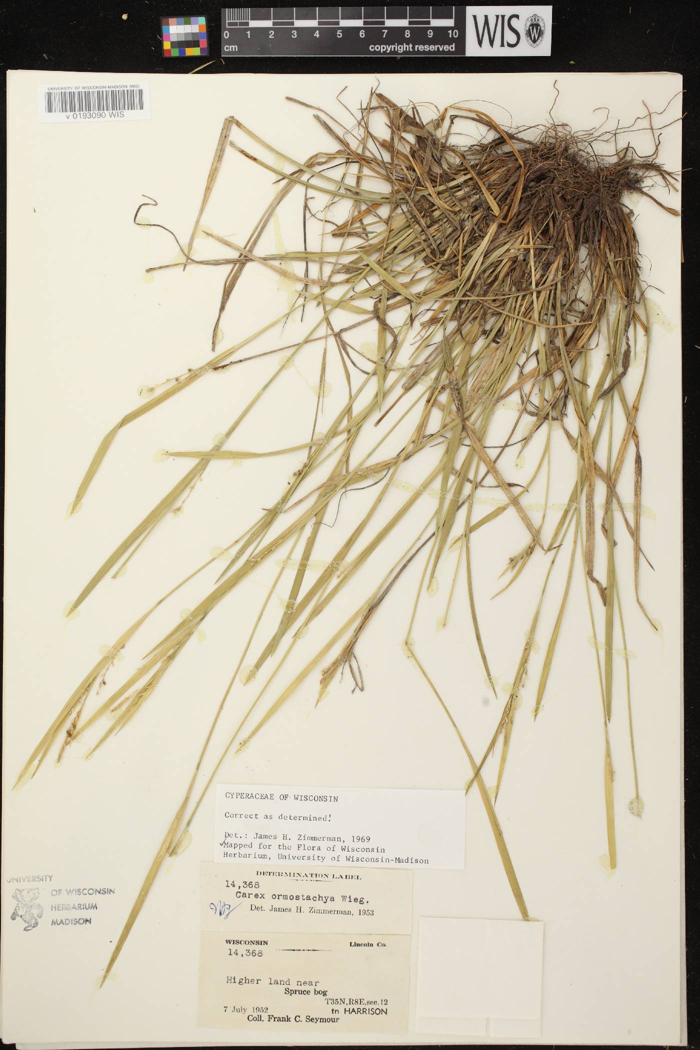 Carex ormostachya image