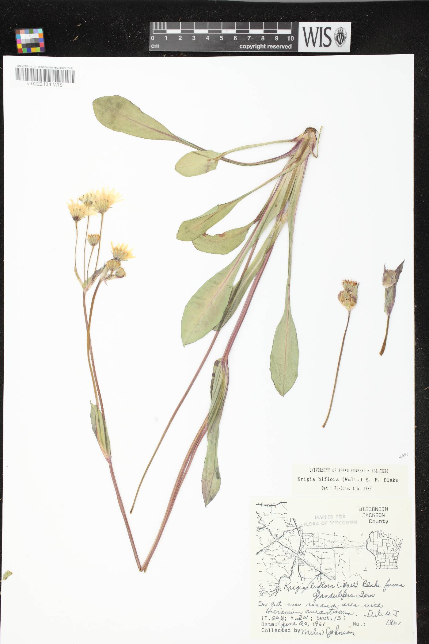 Krigia biflora subsp. glandulifera image