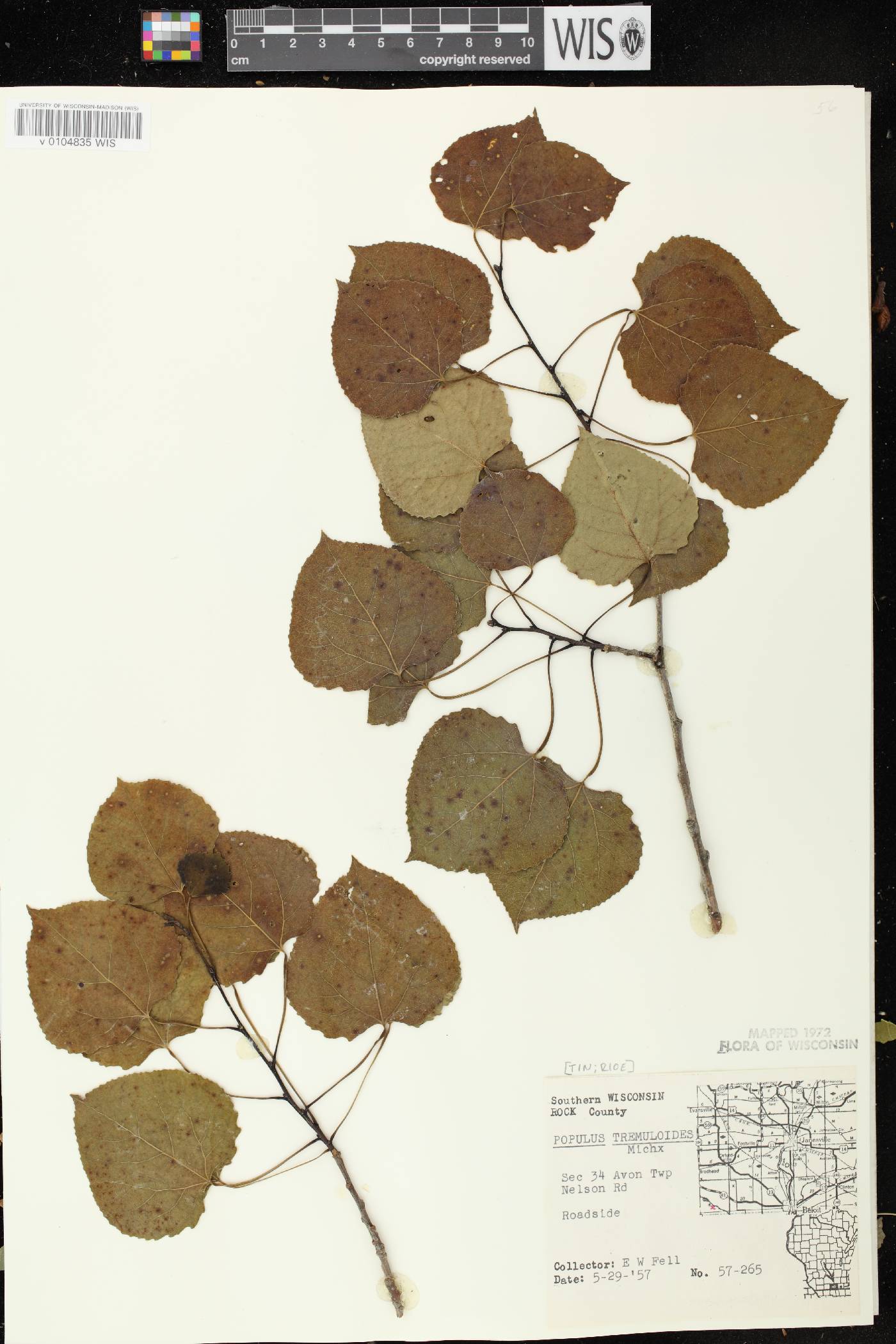 Populus tremuloides image