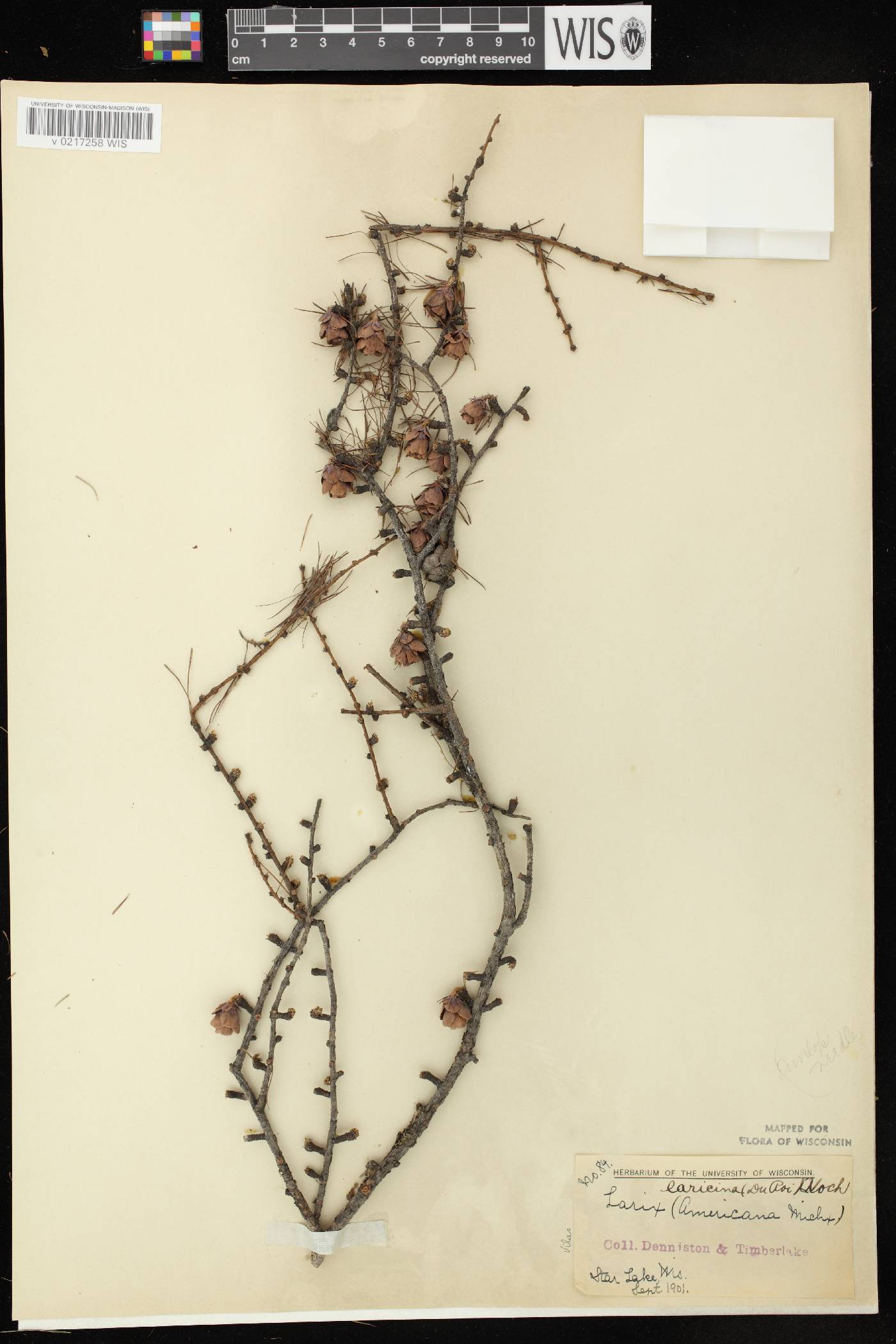Larix laricina image