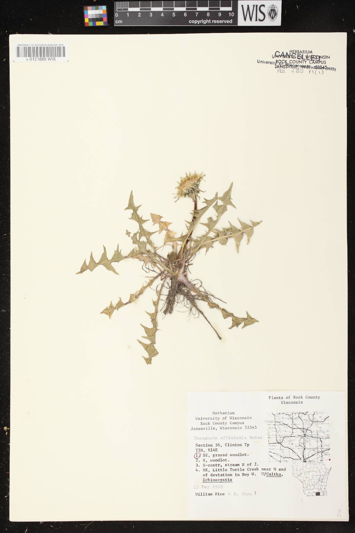 Taraxacum officinale image