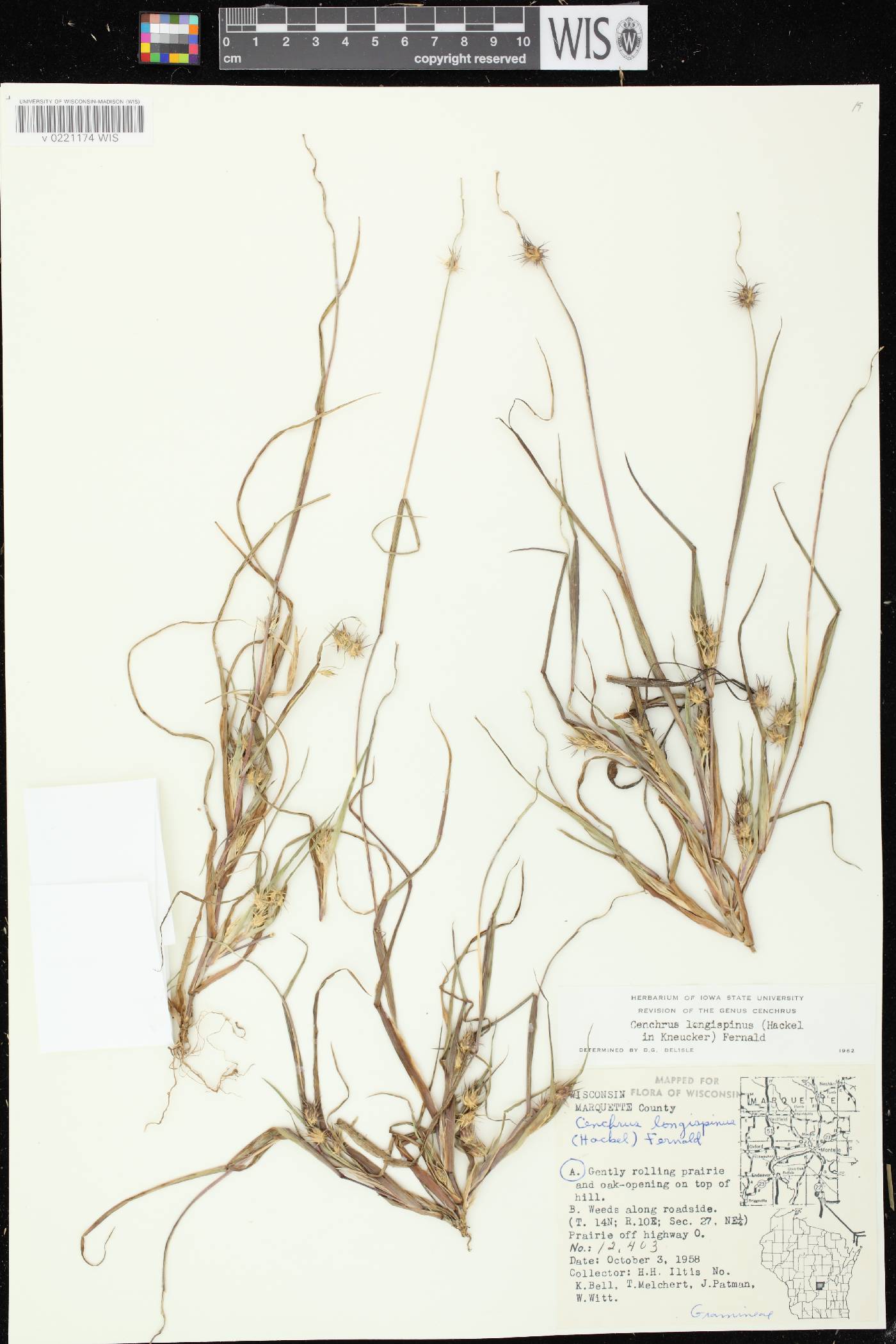 Cenchrus longispinus image