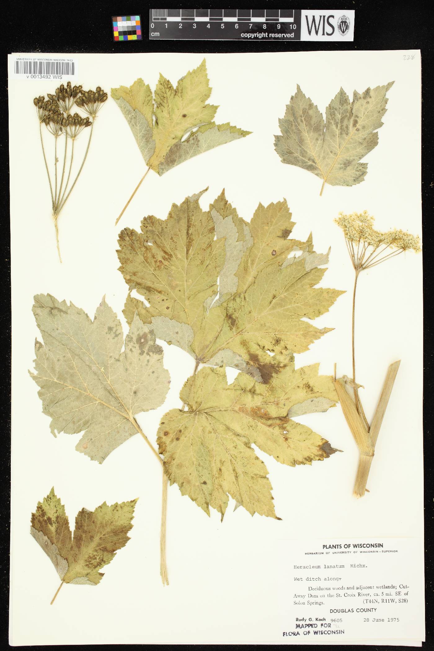 Heracleum maximum image