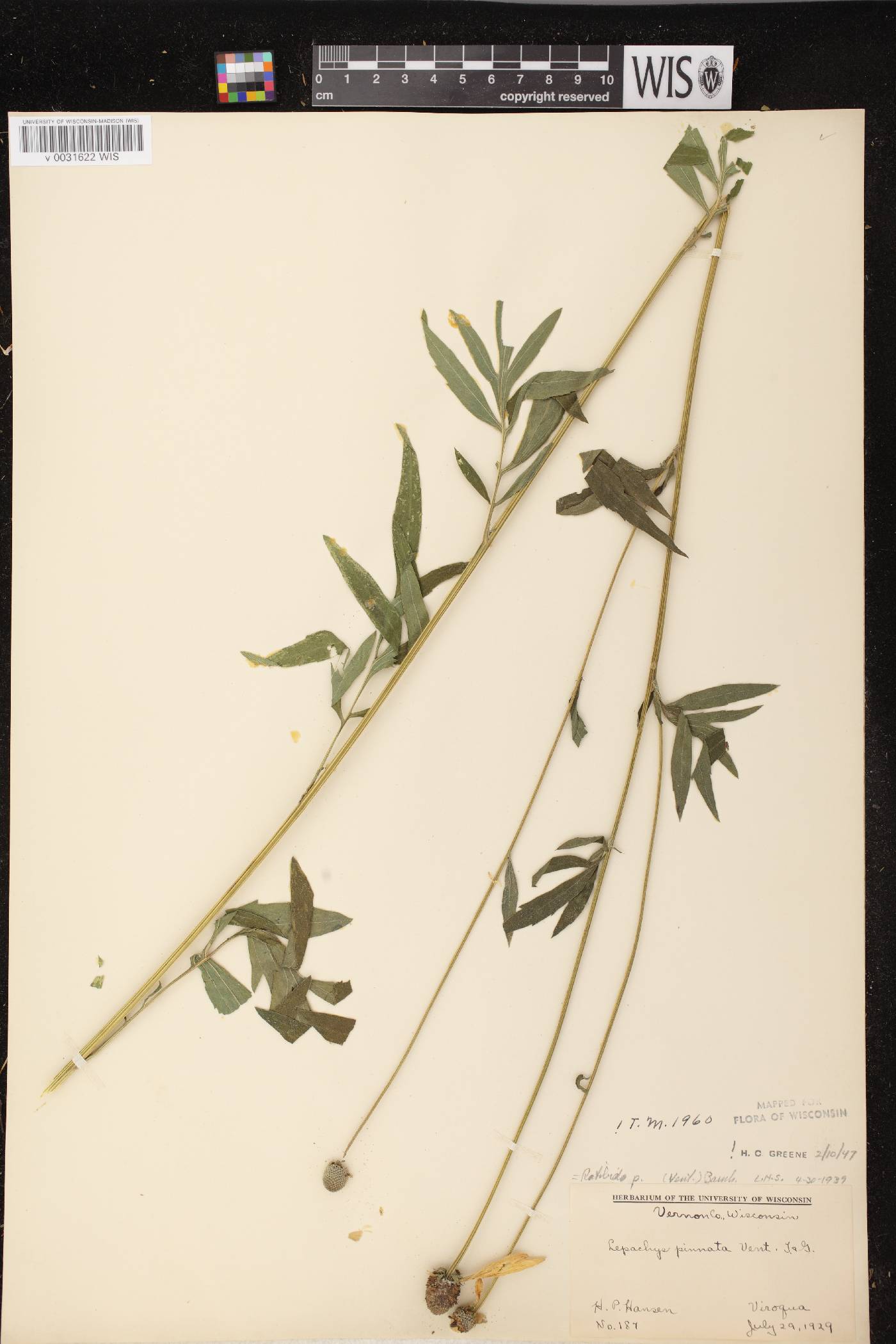 Ratibida pinnata image