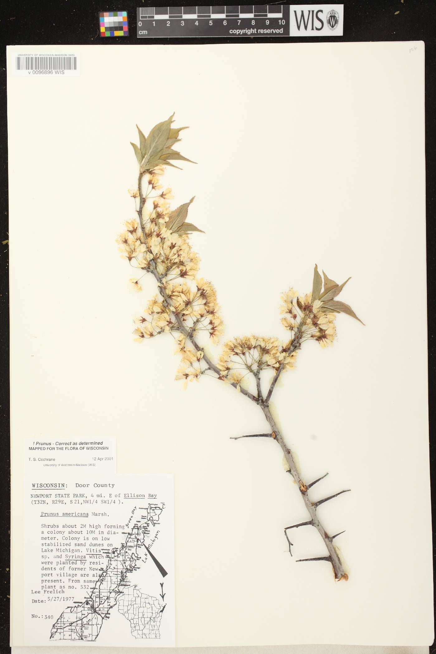 Prunus americana image