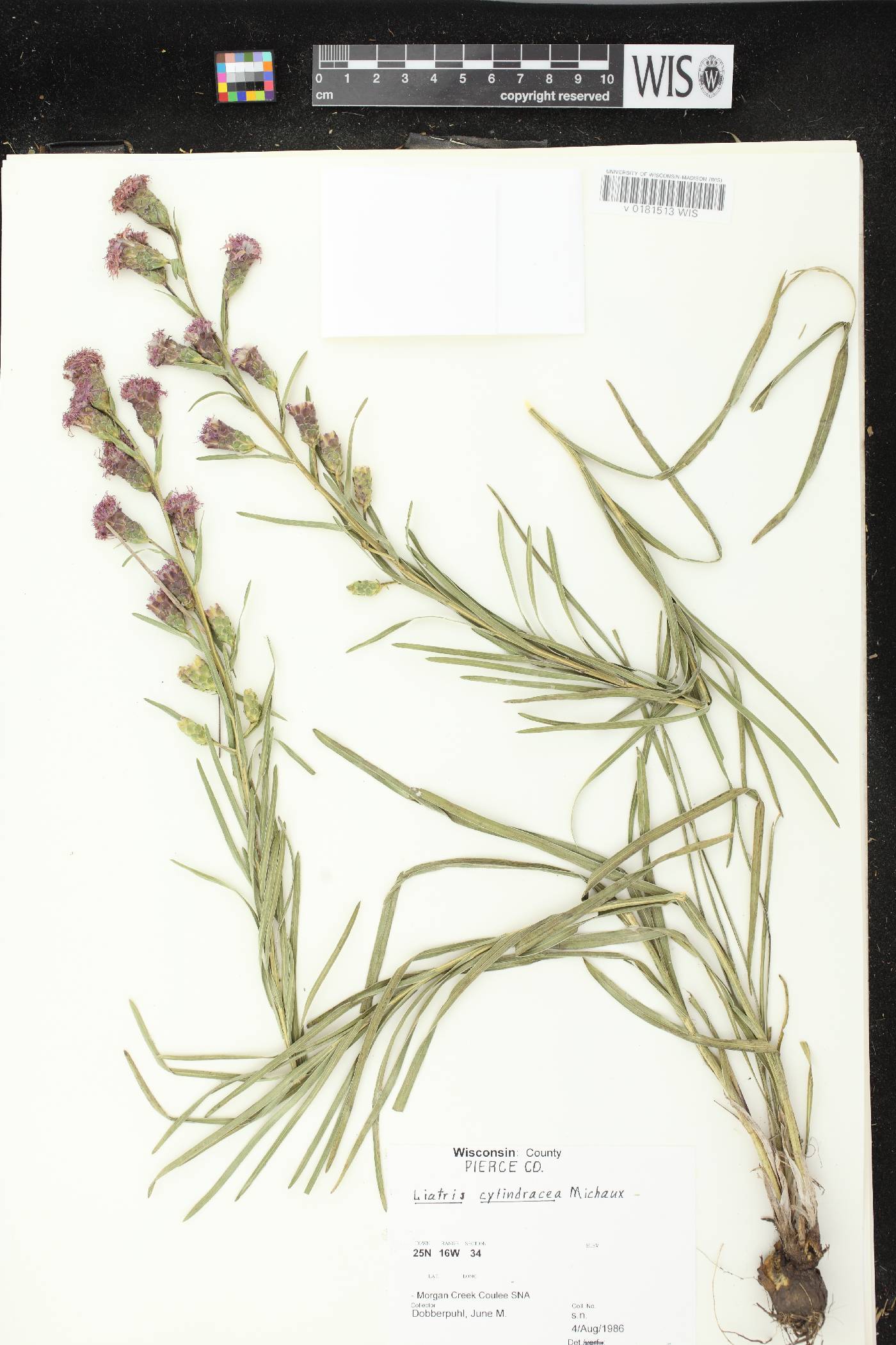 Liatris cylindracea image