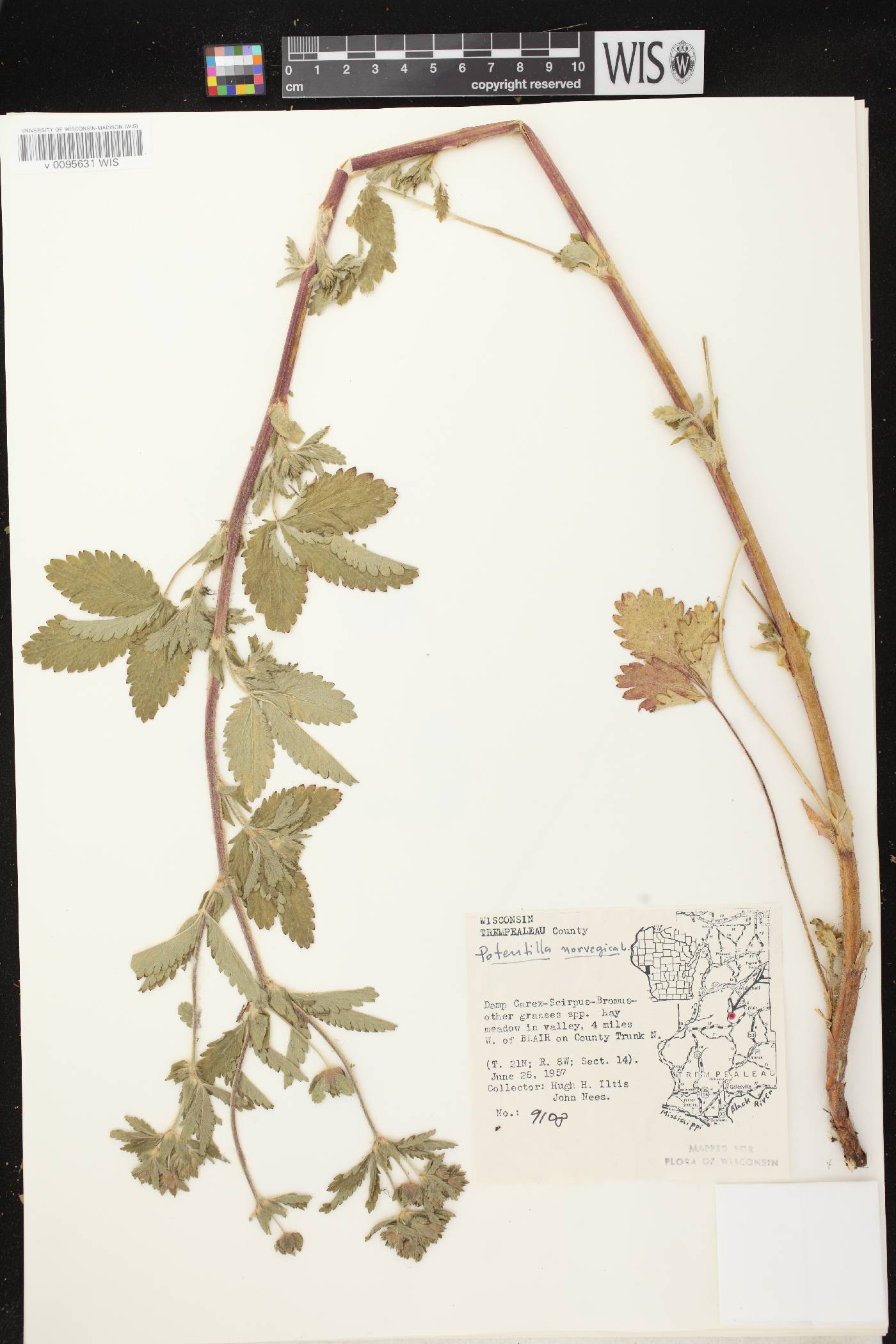 Potentilla norvegica image