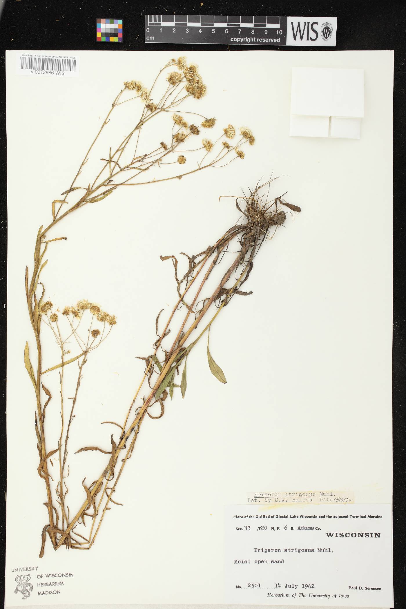 Erigeron strigosus image