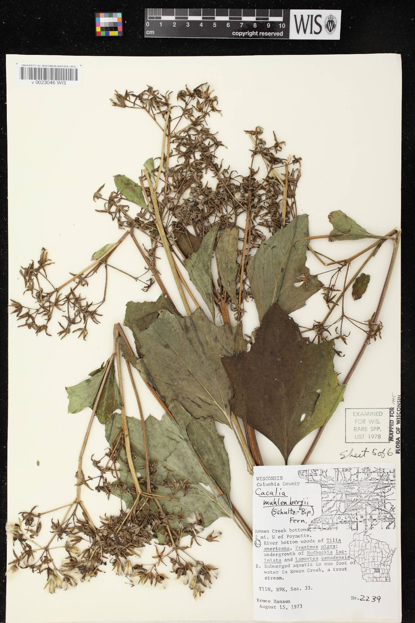 Arnoglossum reniforme image